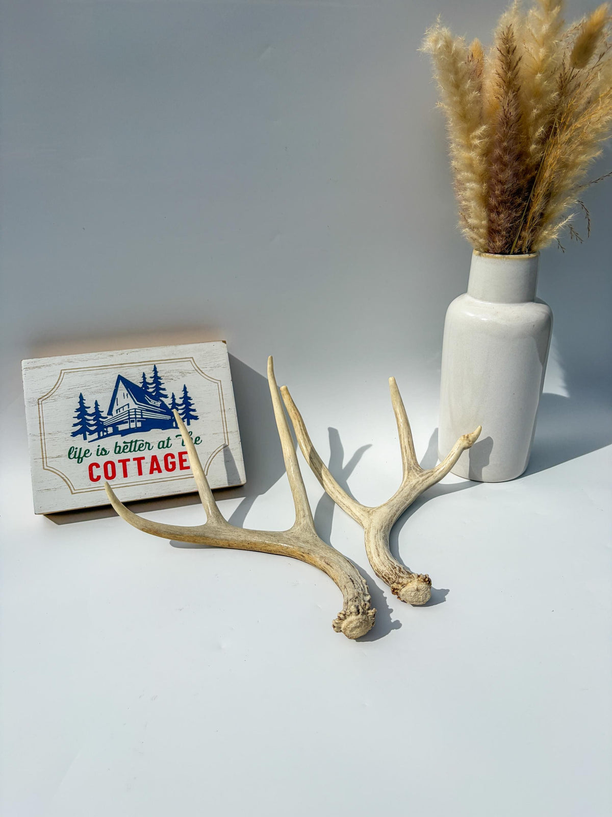 Deer Antlers - Medium sized Mule Deer Matching set. Canadian Buck. Crafting and Decor Antlers
