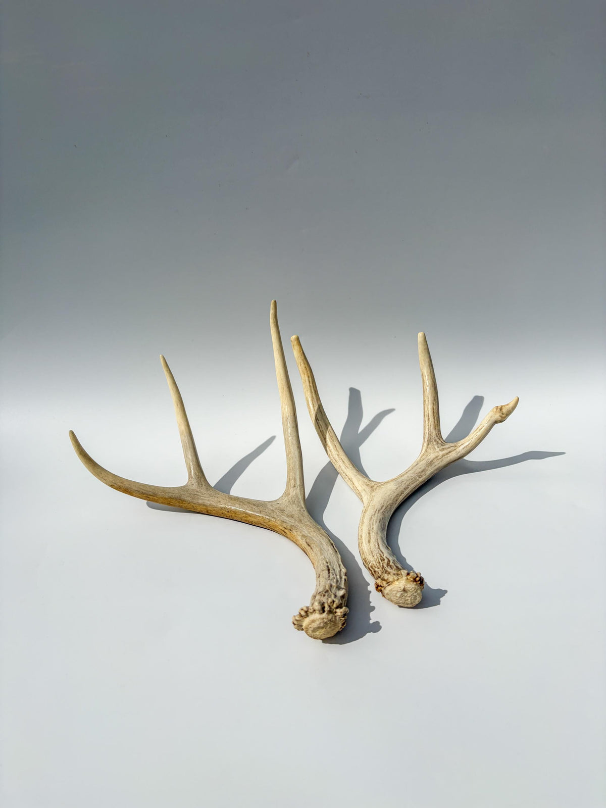 Deer Antlers - Medium sized Mule Deer Matching set. Canadian Buck. Crafting and Decor Antlers