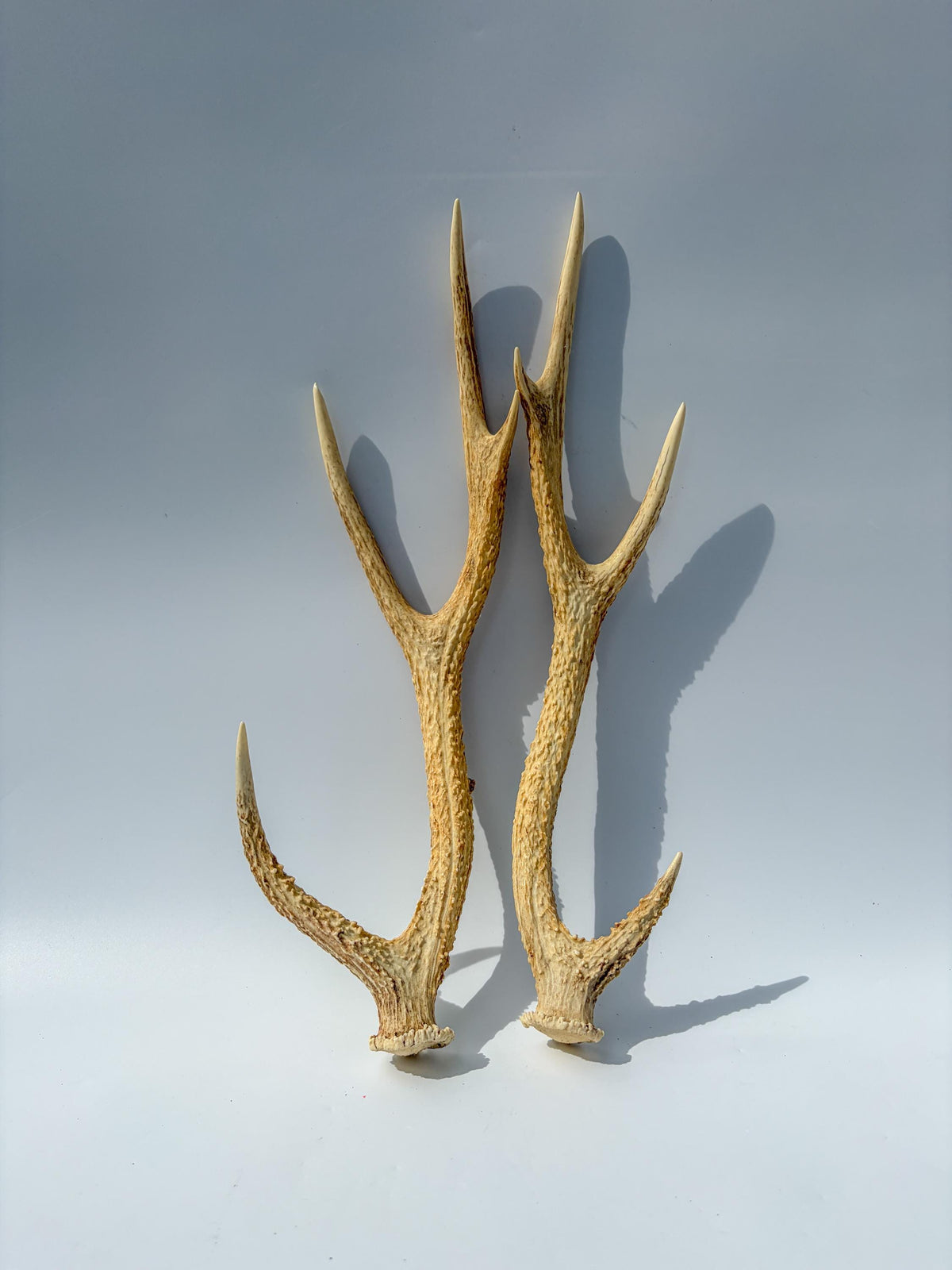 Axis Deer Matched Set. Premium High Density Naturally-Shed Antlers for Crafting Decor and More