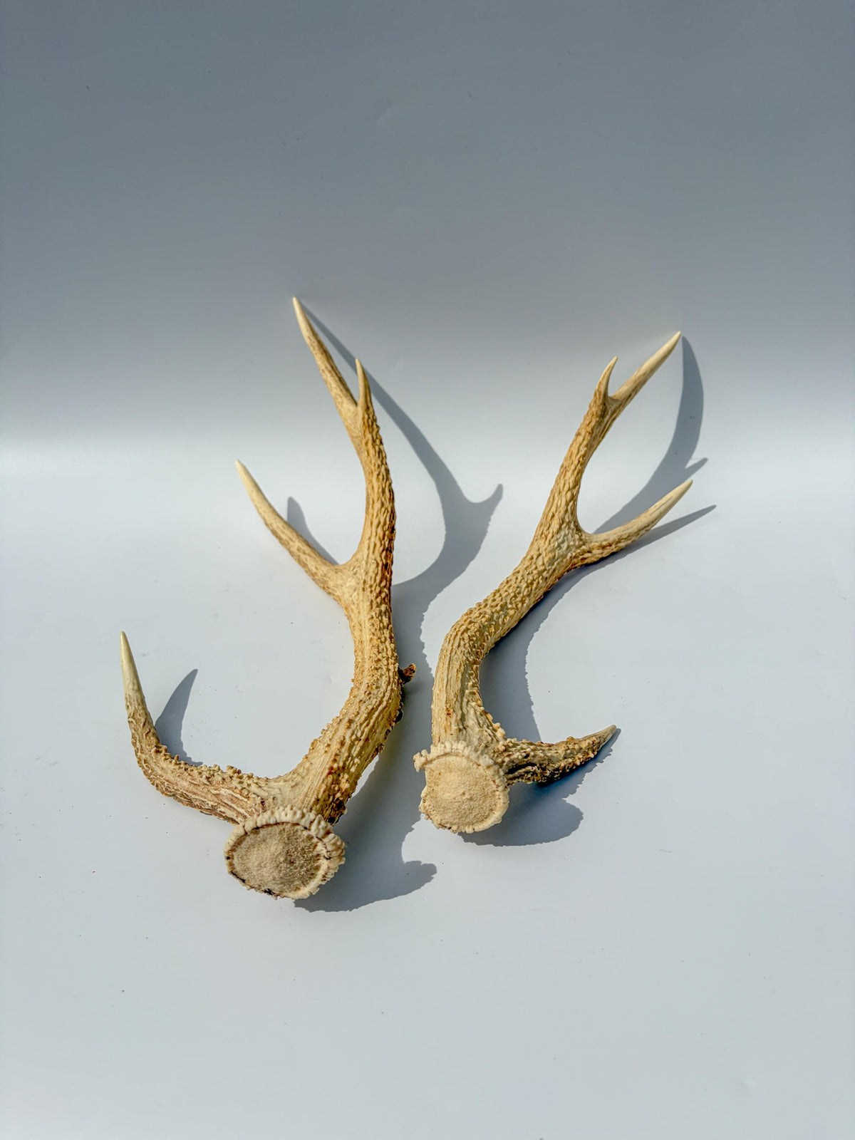 Axis Deer Matched Set. Premium High Density Naturally-Shed Antlers for Crafting Decor and More