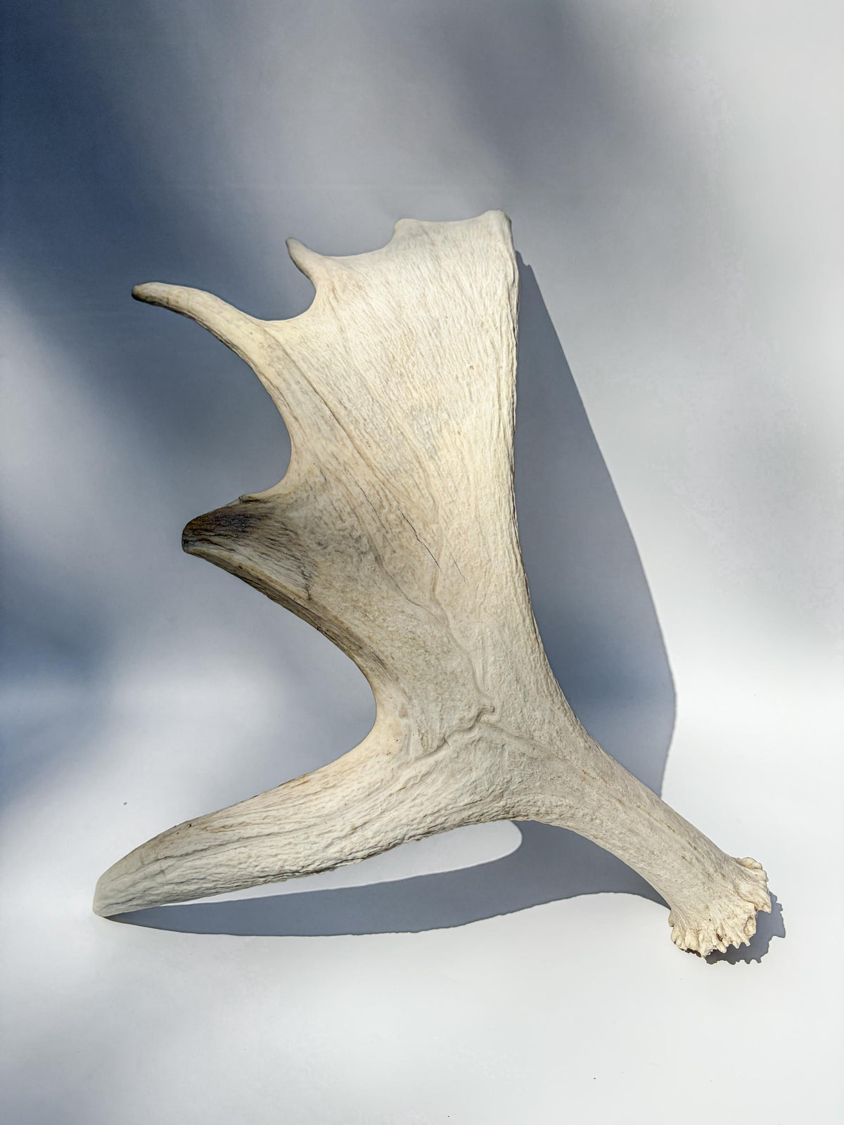 Large Bull Moose Antler. Interior Design & Decoration Piece, Table Centerpiece, Crafting Material, and More.