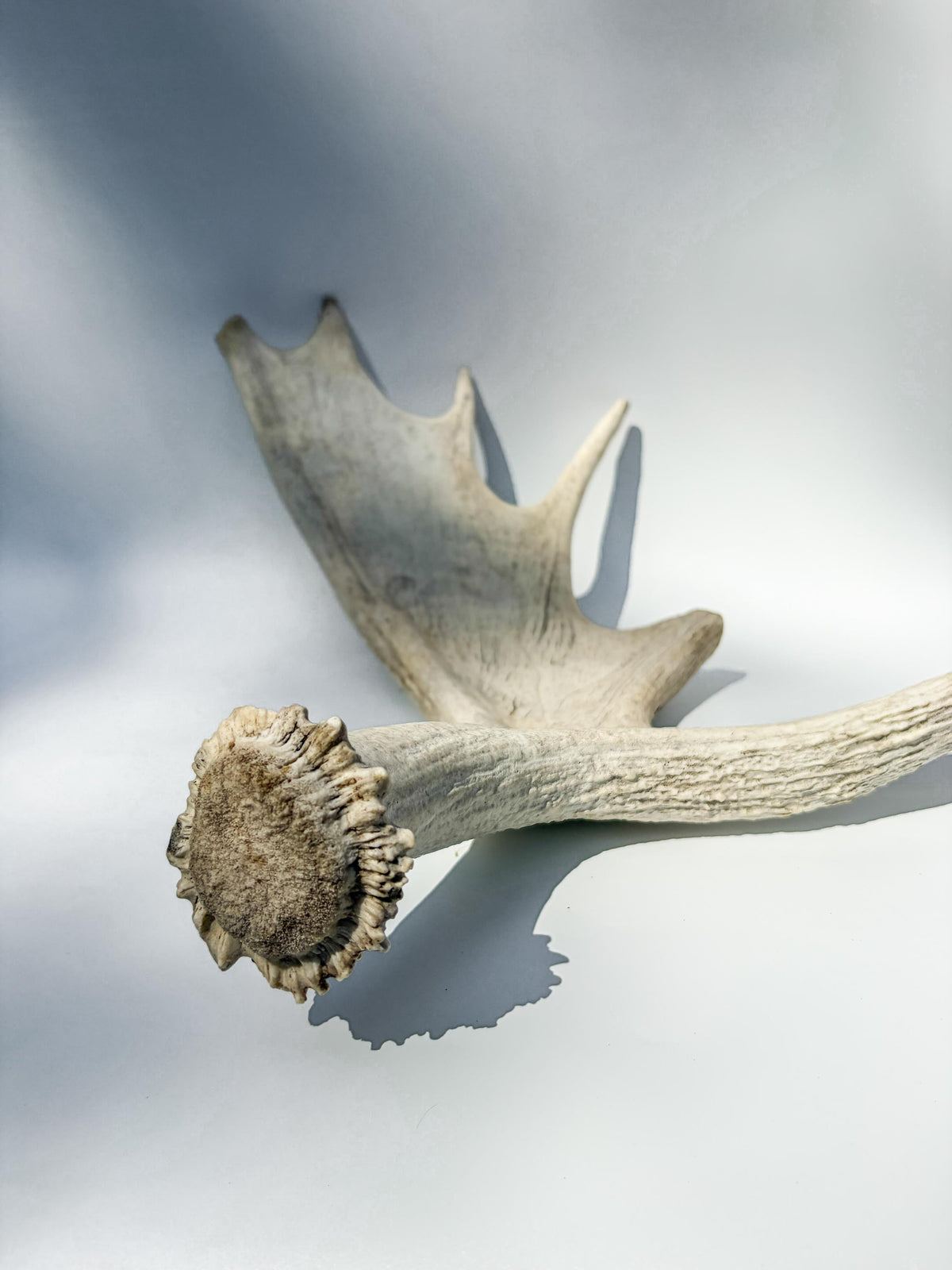 Large Bull Moose Antler. Interior Design & Decoration Piece, Table Centerpiece, Crafting Material, and More.