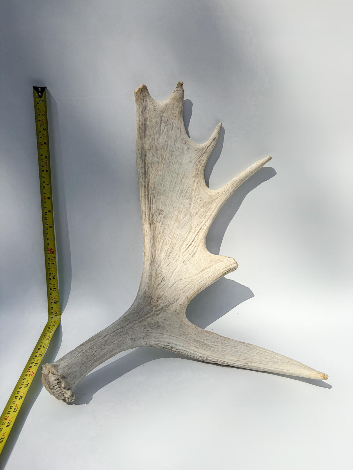Large Bull Moose Antler. Interior Design & Decoration Piece, Table Centerpiece, Crafting Material, and More.