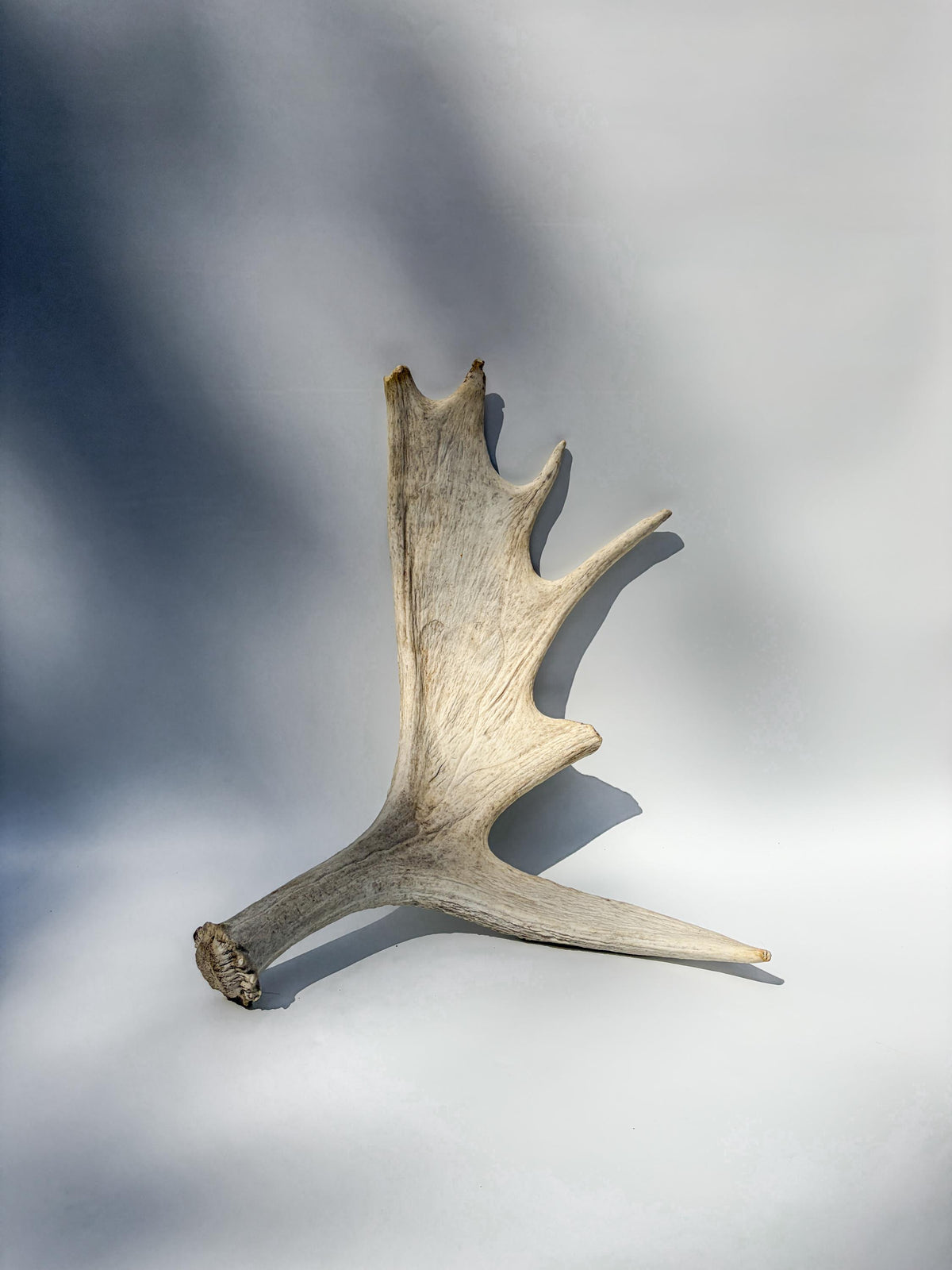 Large Bull Moose Antler. Interior Design & Decoration Piece, Table Centerpiece, Crafting Material, and More.