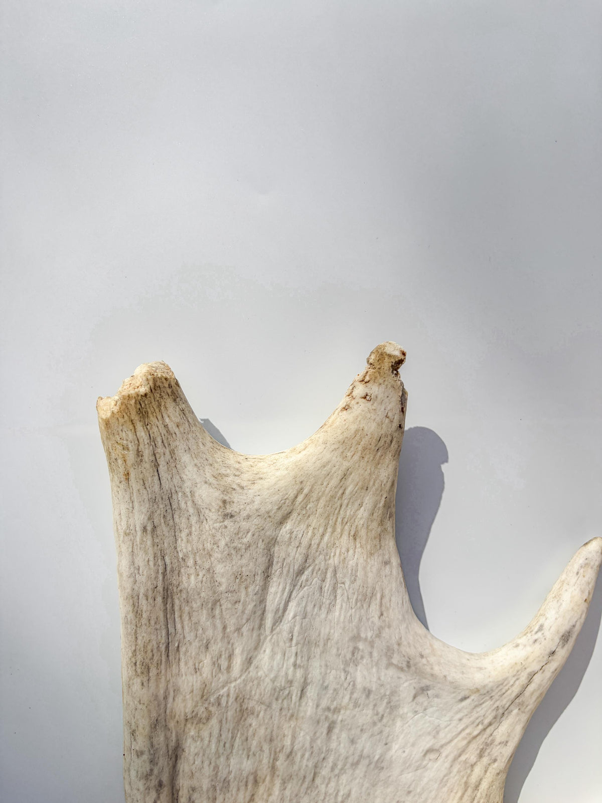 Large Bull Moose Antler. Interior Design & Decoration Piece, Table Centerpiece, Crafting Material, and More.
