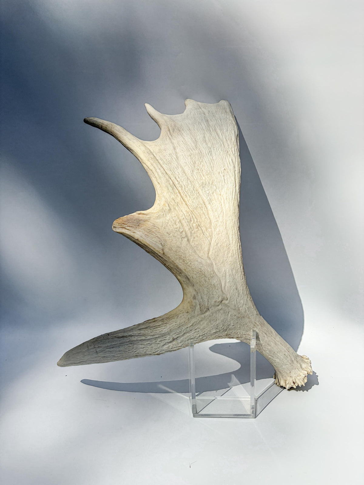 Large Bull Moose Antler. Interior Design & Decoration Piece, Table Centerpiece, Crafting Material, and More.