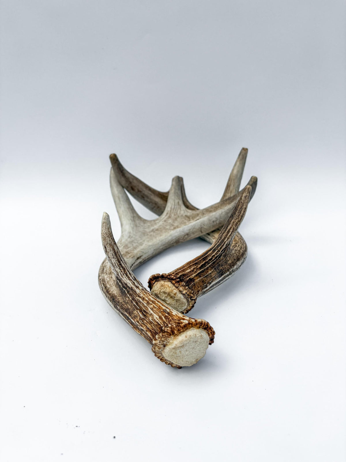 Deer Antlers - Medium-Sized White-tailed Deer Matching set. Canadian Buck. Crafting and Decor Antlers