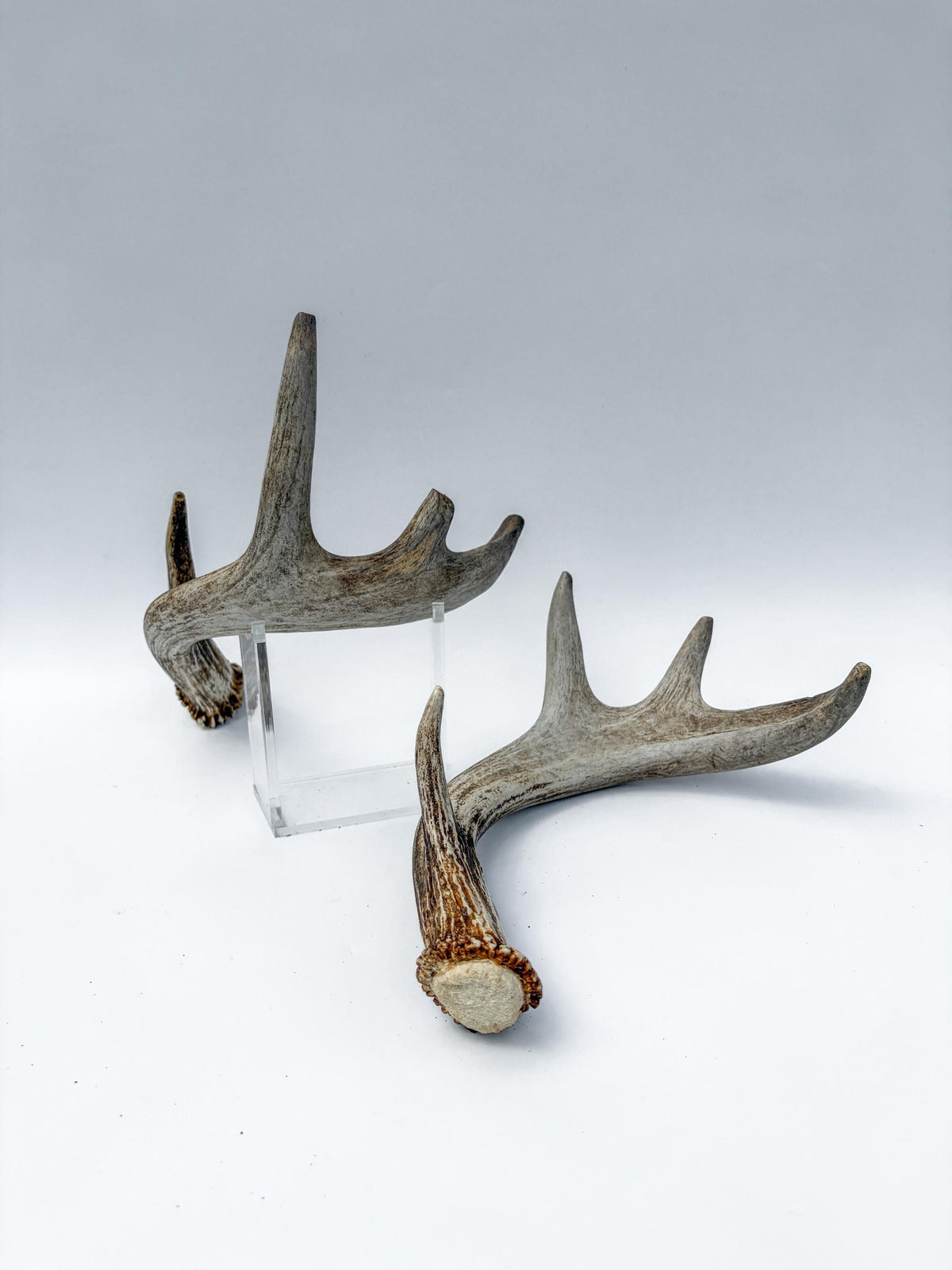 Deer Antlers - Medium-Sized White-tailed Deer Matching set. Canadian Buck. Crafting and Decor Antlers