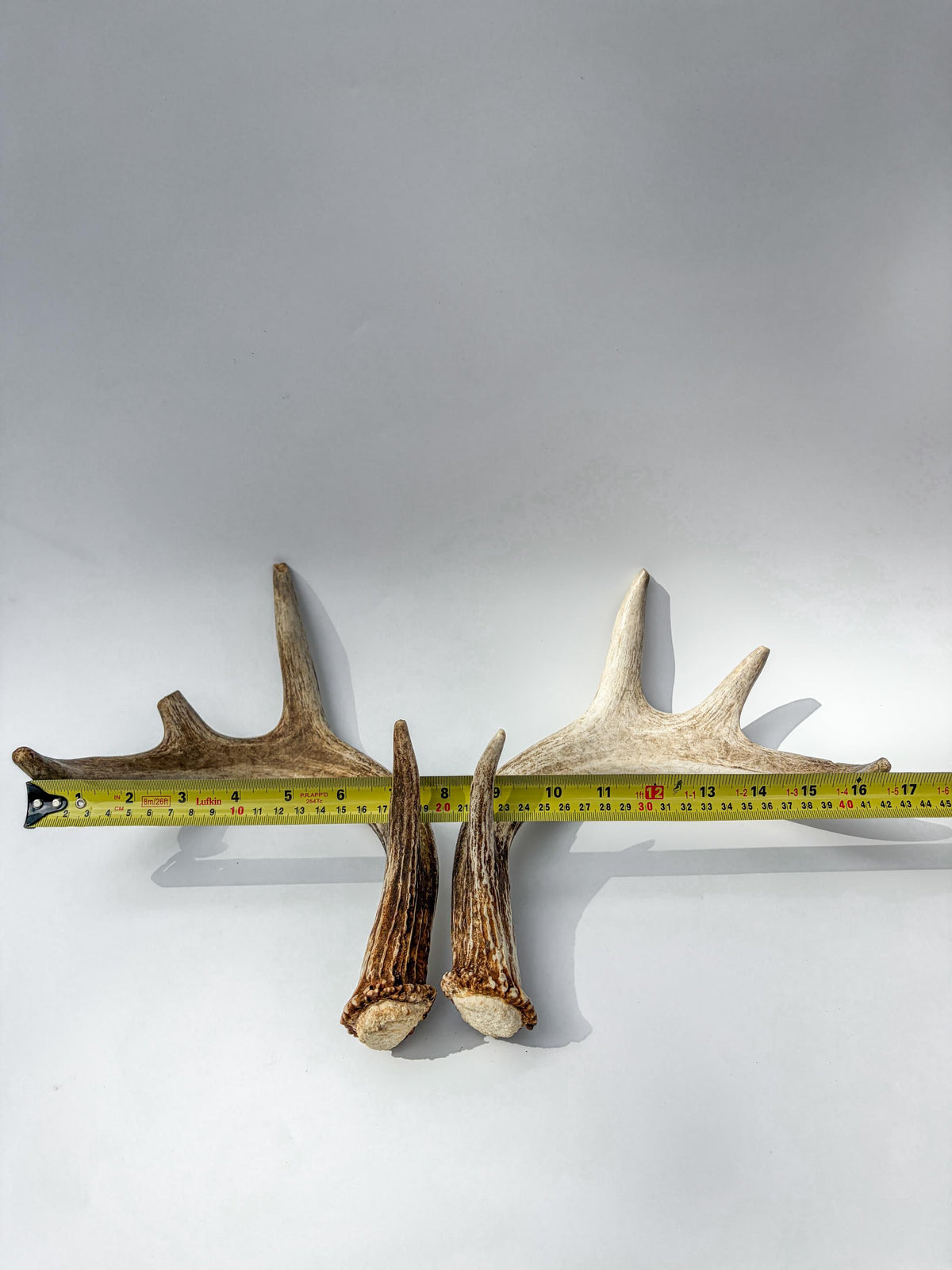 Deer Antlers - Medium-Sized White-tailed Deer Matching set. Canadian Buck. Crafting and Decor Antlers