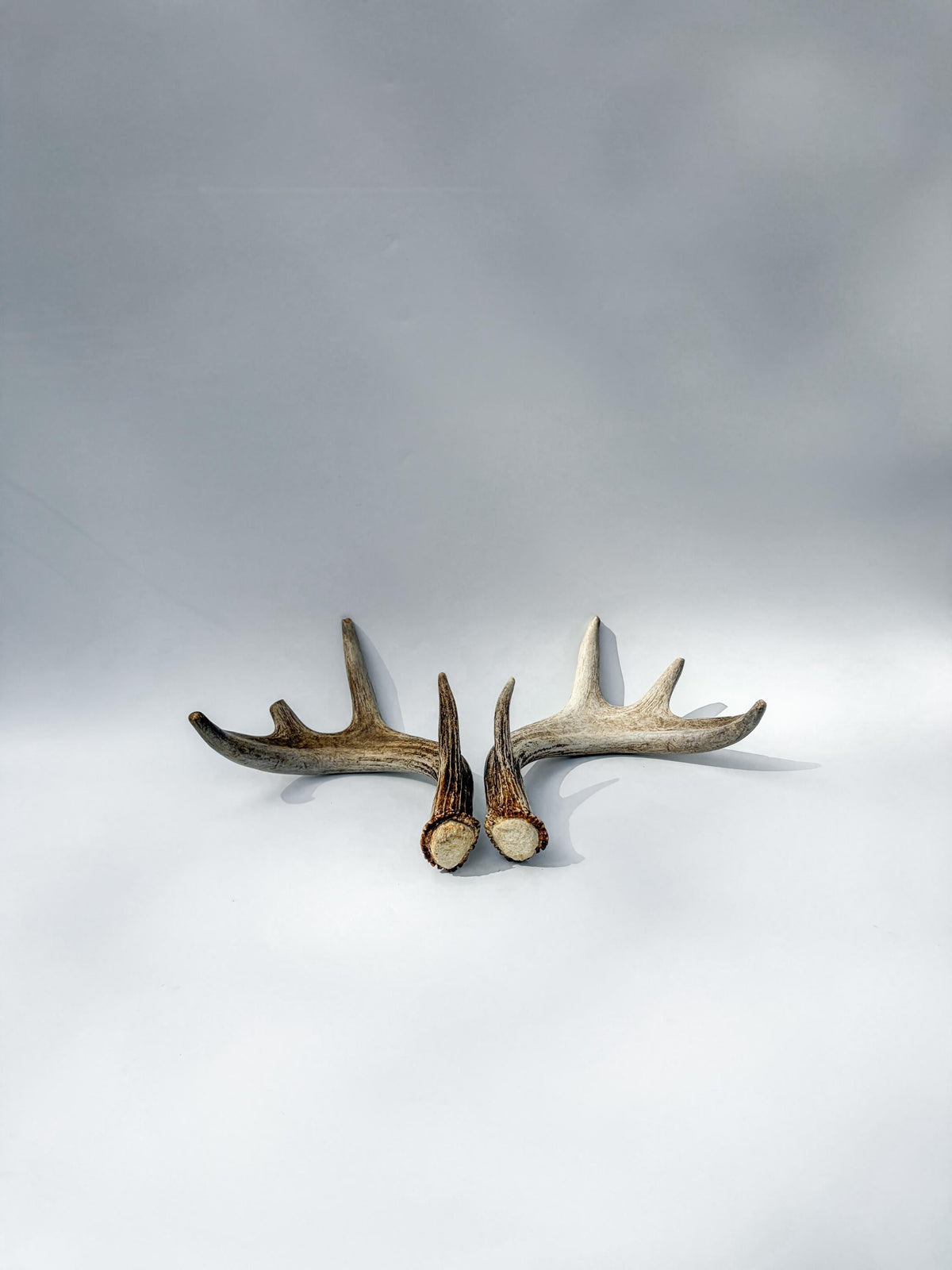 Deer Antlers - Medium-Sized White-tailed Deer Matching set. Canadian Buck. Crafting and Decor Antlers