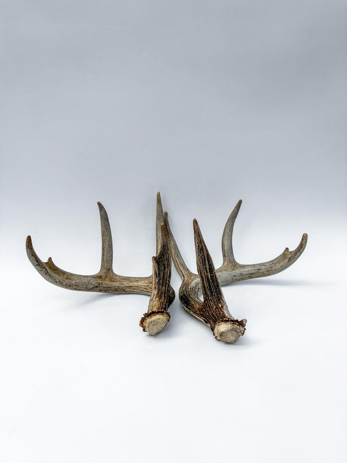 Deer Antlers - Matching White-tailed Deer Antler Set. Antlers for Interior Design, Crafting, and More.