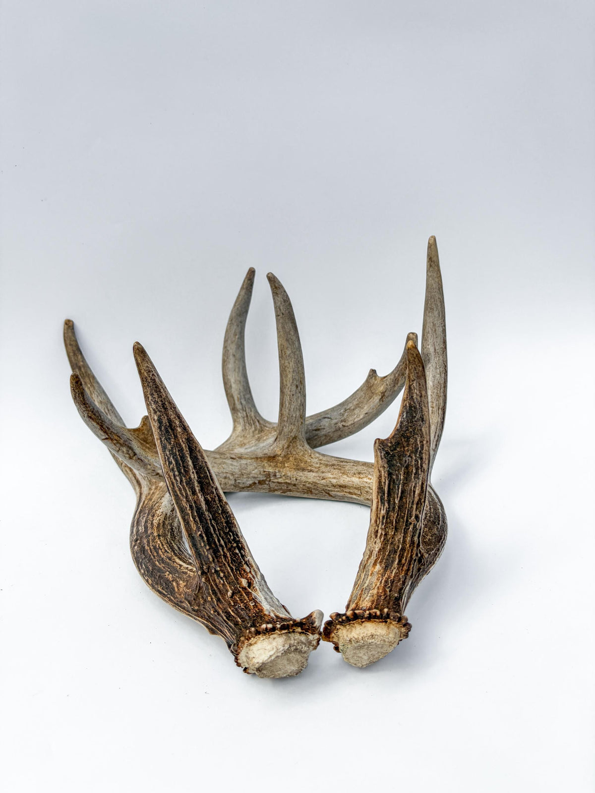 Deer Antlers - Matching White-tailed Deer Antler Set. Antlers for Interior Design, Crafting, and More.