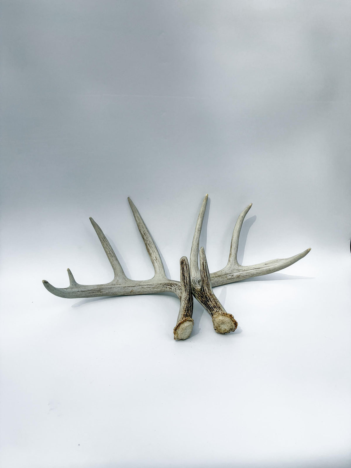 Matching Set of White-tailed Deer Antlers for Interior Decor and Design.