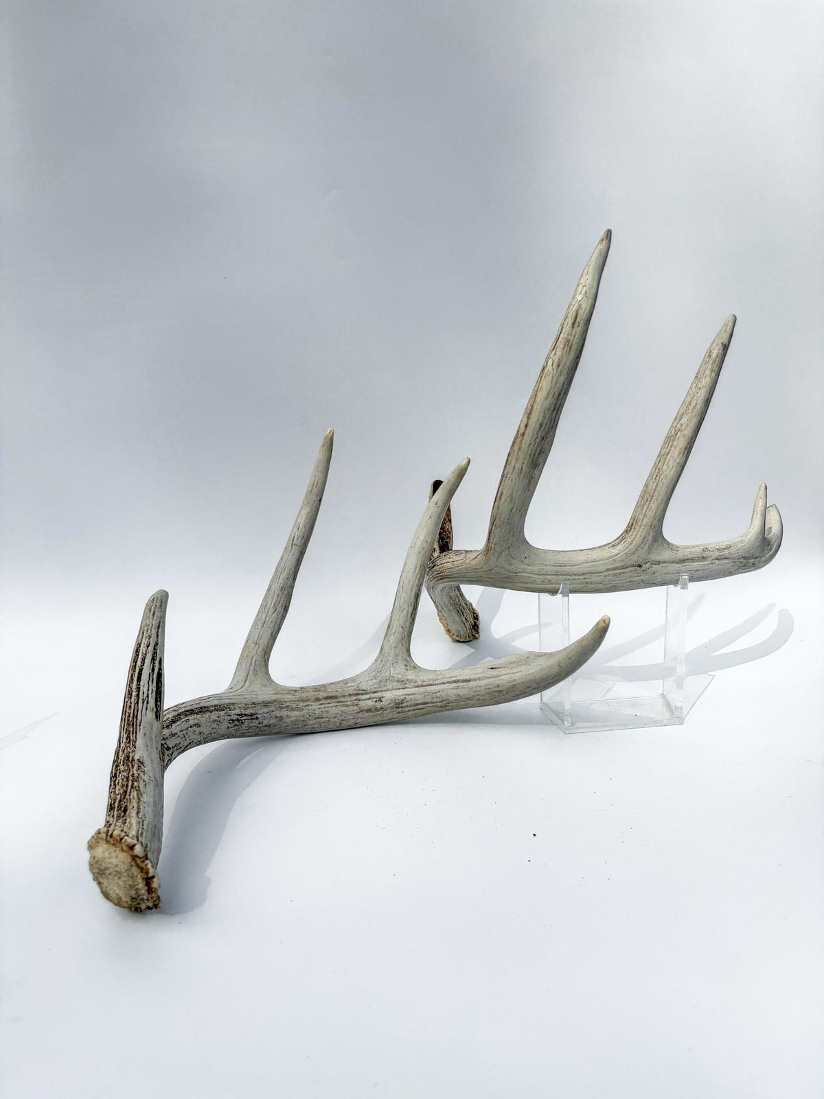 Matching Set of White-tailed Deer Antlers for Interior Decor and Design.