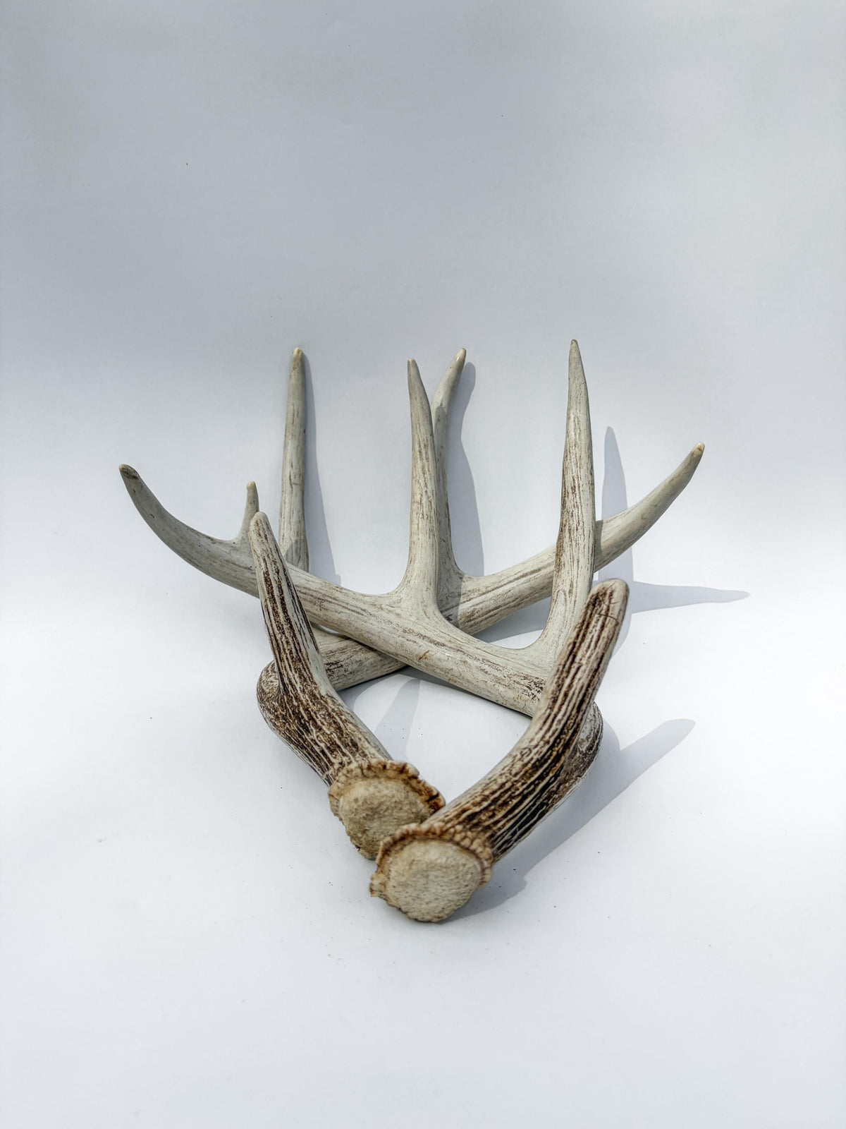 Matching Set of White-tailed Deer Antlers for Interior Decor and Design.