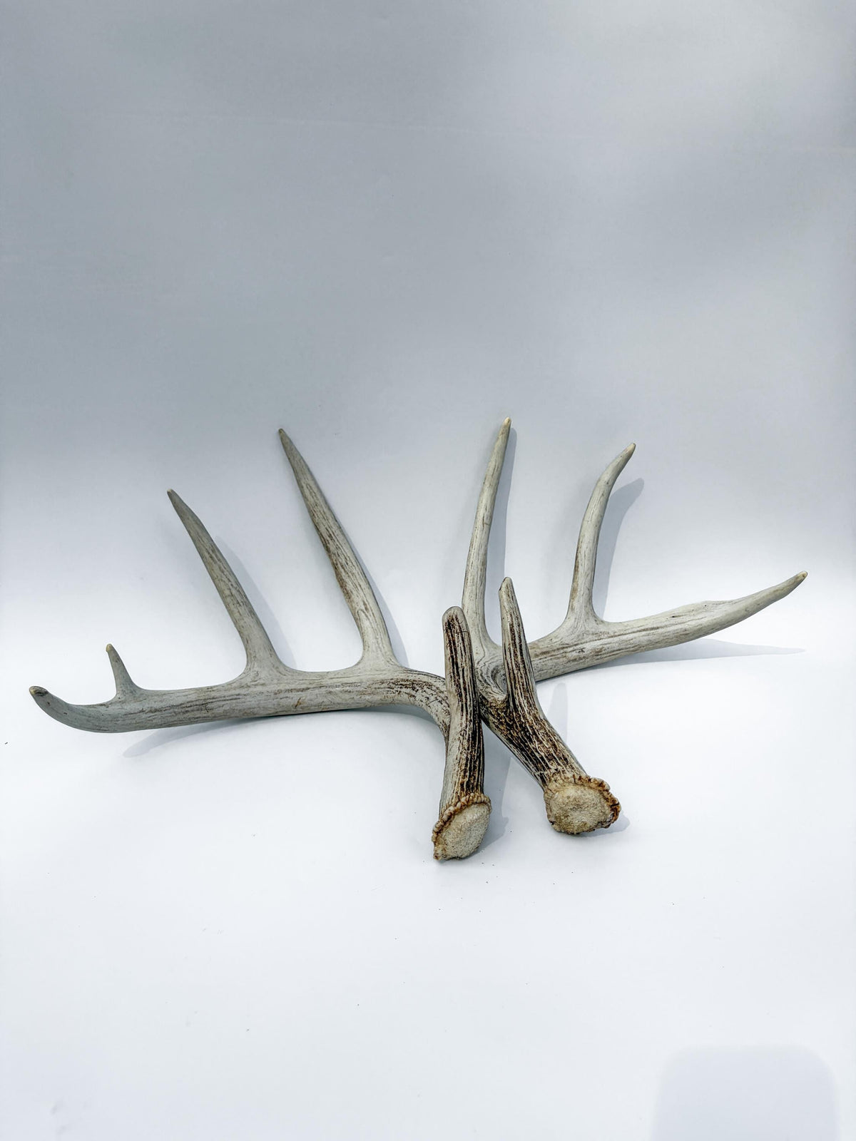Matching Set of White-tailed Deer Antlers for Interior Decor and Design.