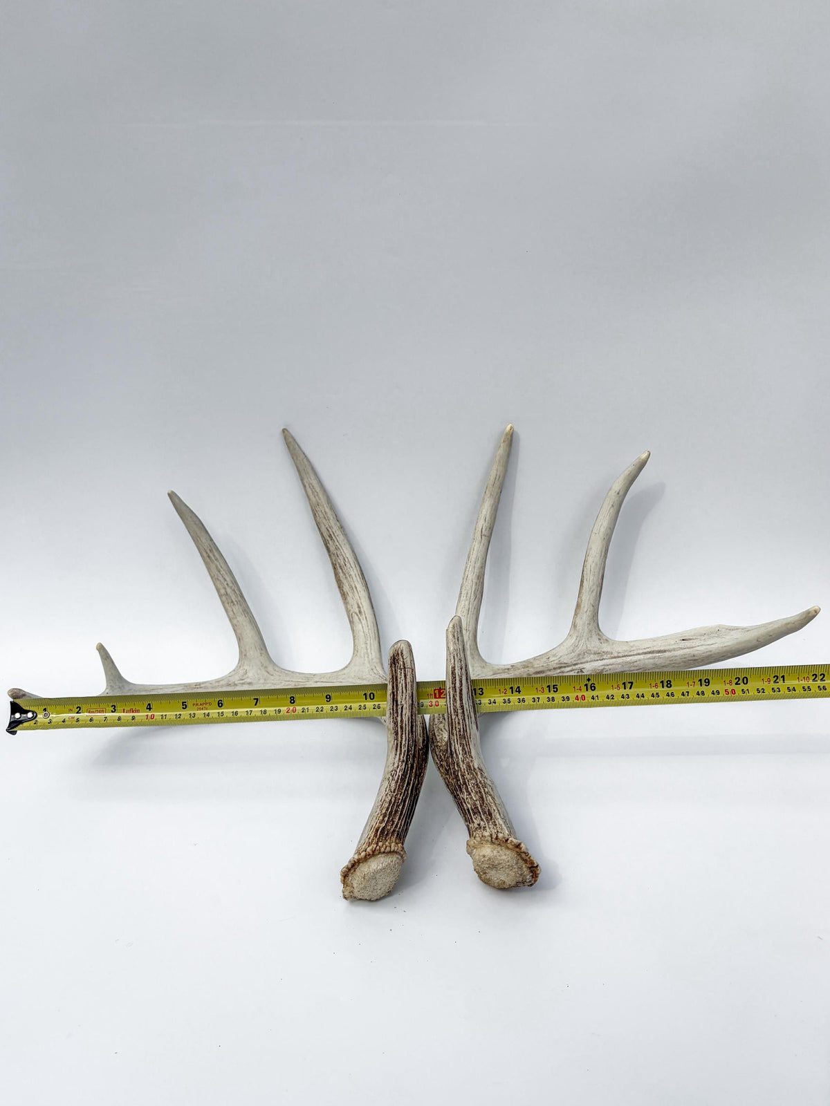 Matching Set of White-tailed Deer Antlers for Interior Decor and Design.