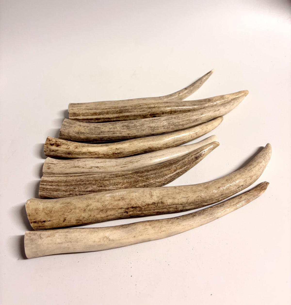 Antler Tips - 1.2lbs (8pcs) Premium Antler tips for Crafting decor and more.