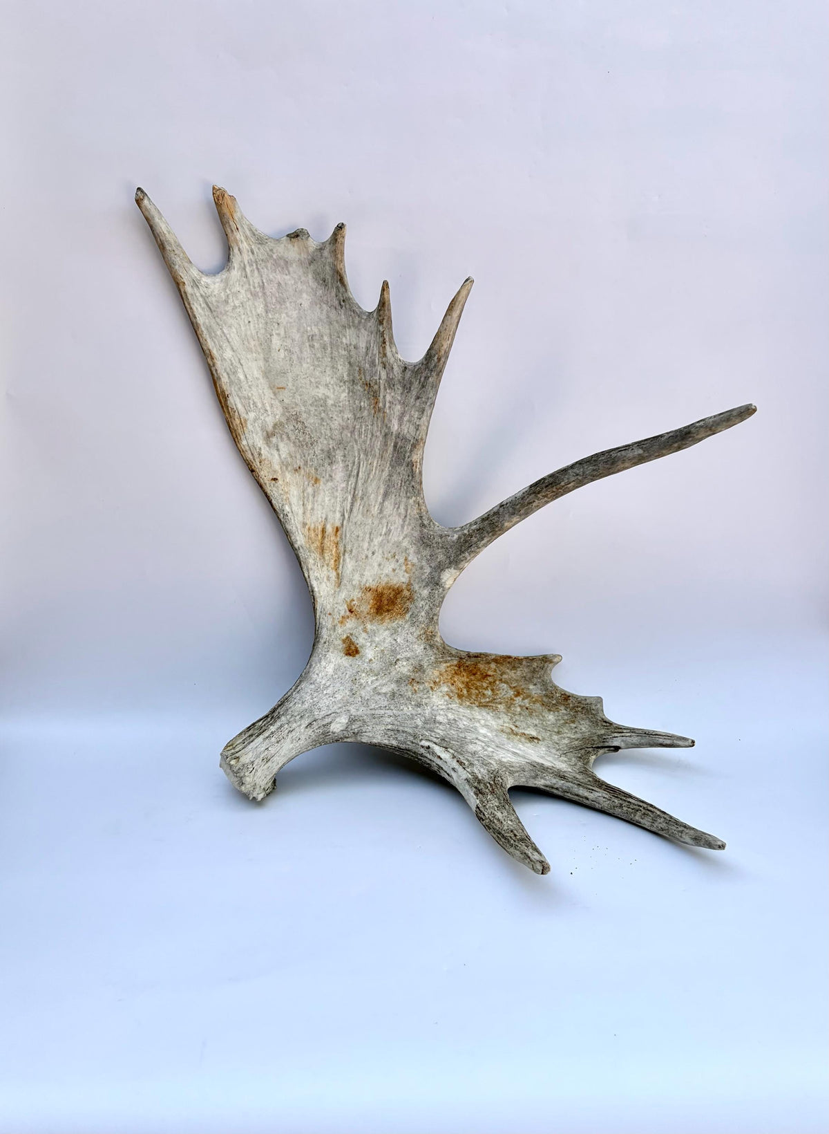 Large Bull Moose Antler. For Interior Decor, Design, and More!