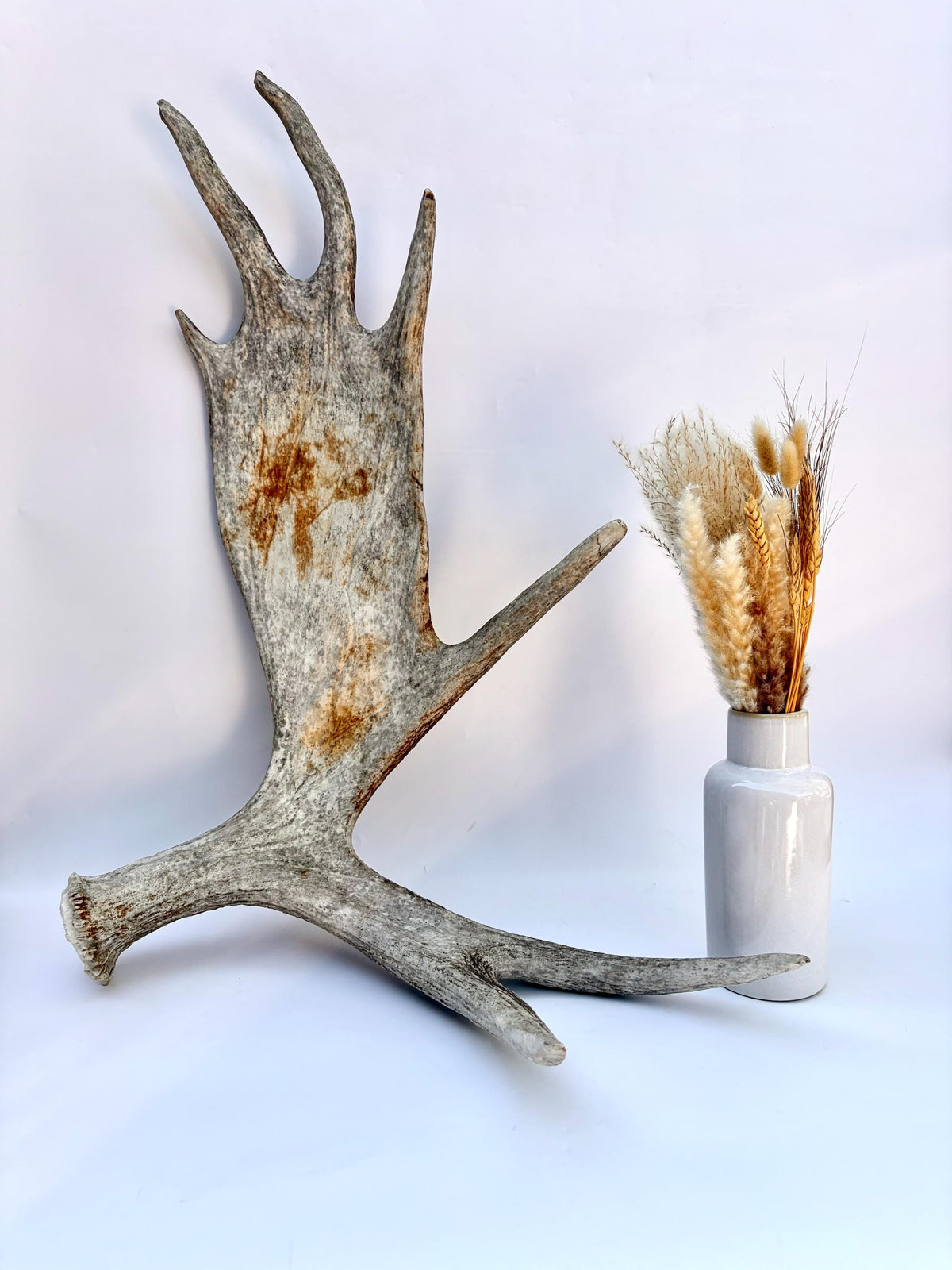 Large Bull Moose Antler. For Interior Decor, Design, and More!