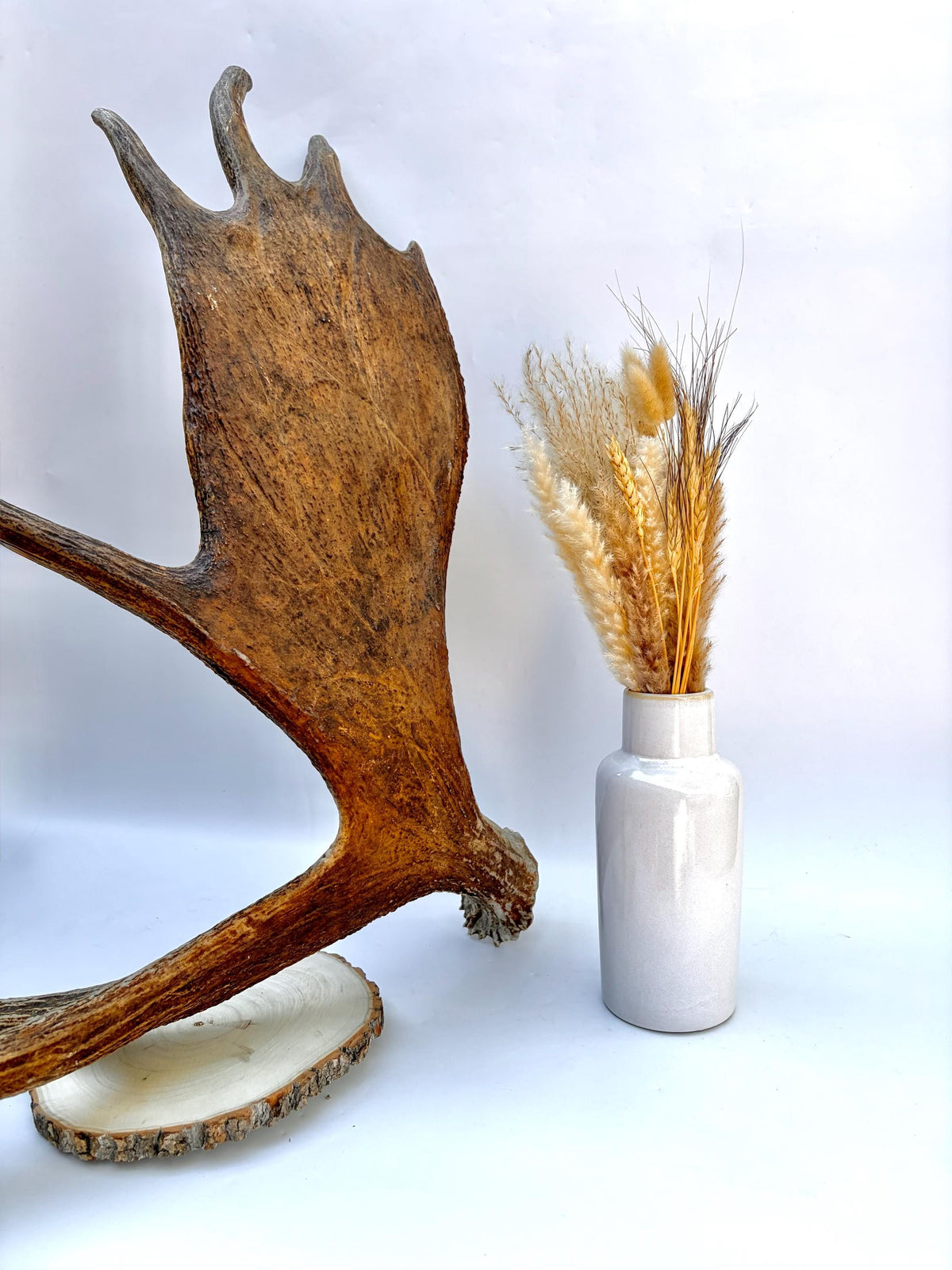 Large Bull Moose Antler. For Interior Decor, Design, and More!