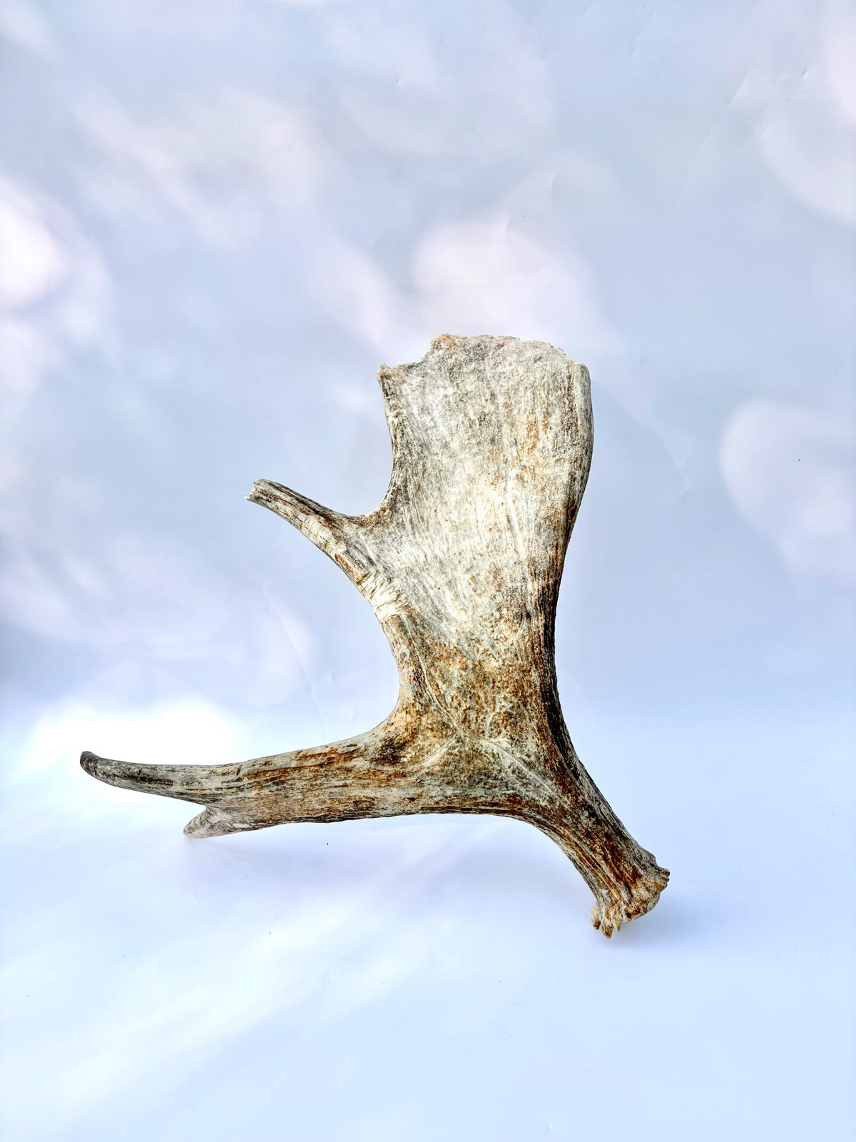 Bull Moose Antler. For crafting, decor and more