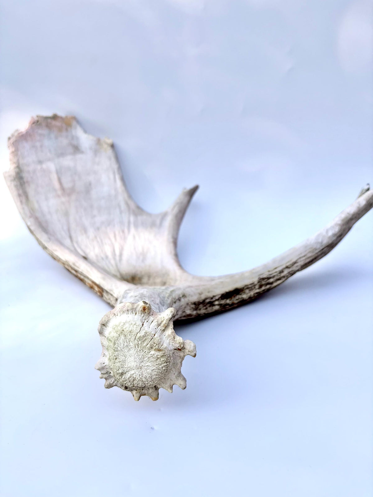 Bull Moose Antler. For crafting, decor and more