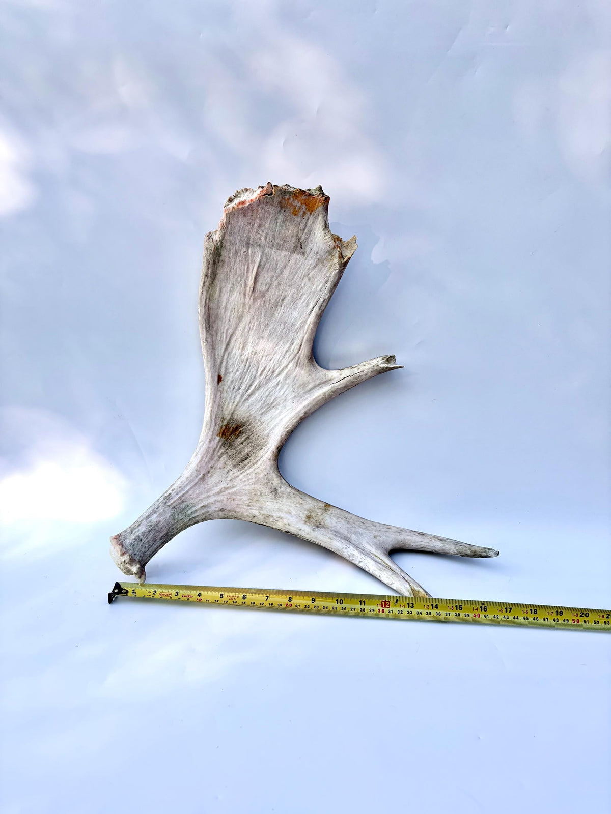 Bull Moose Antler. For crafting, decor and more