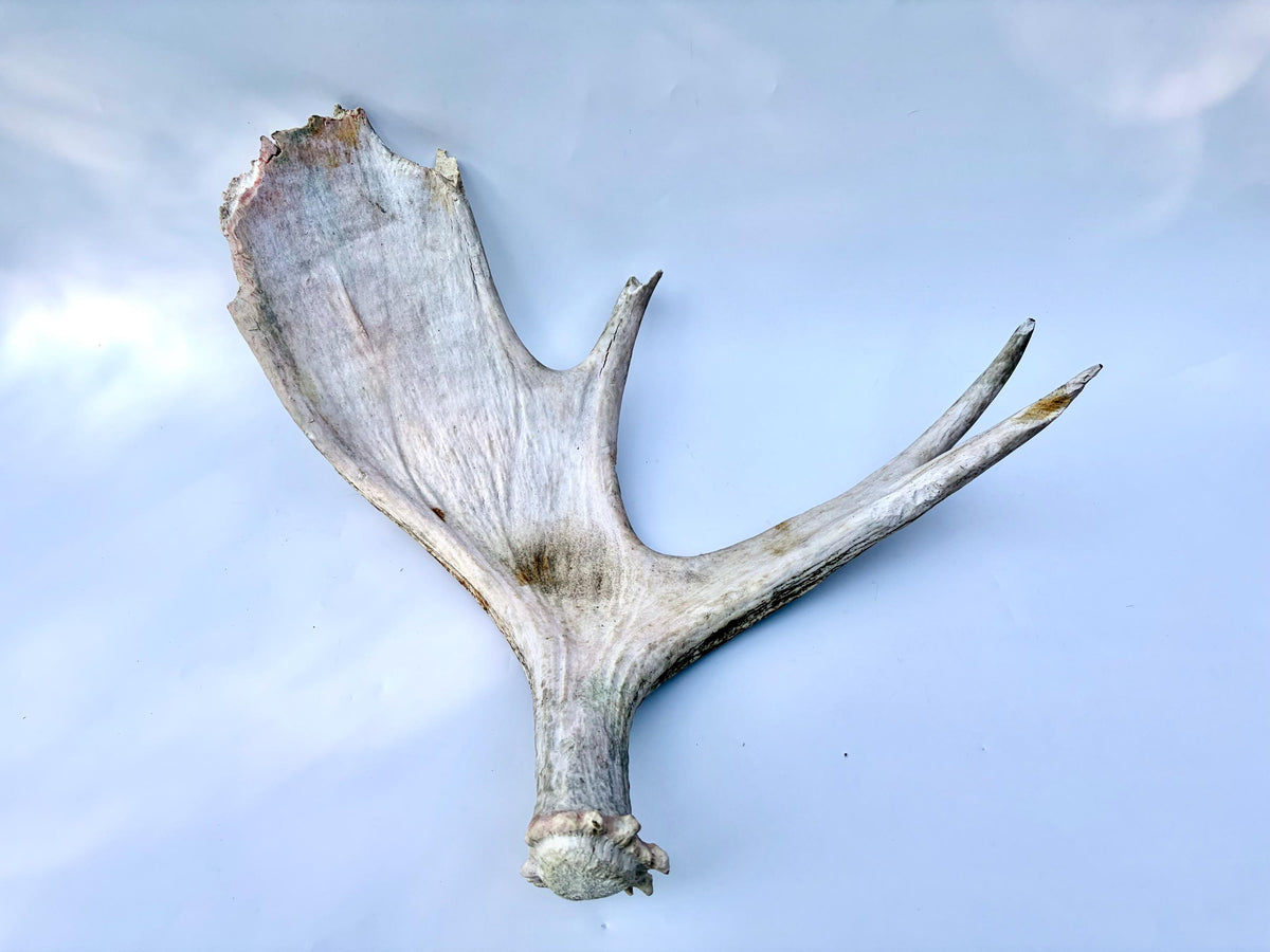 Bull Moose Antler. For crafting, decor and more