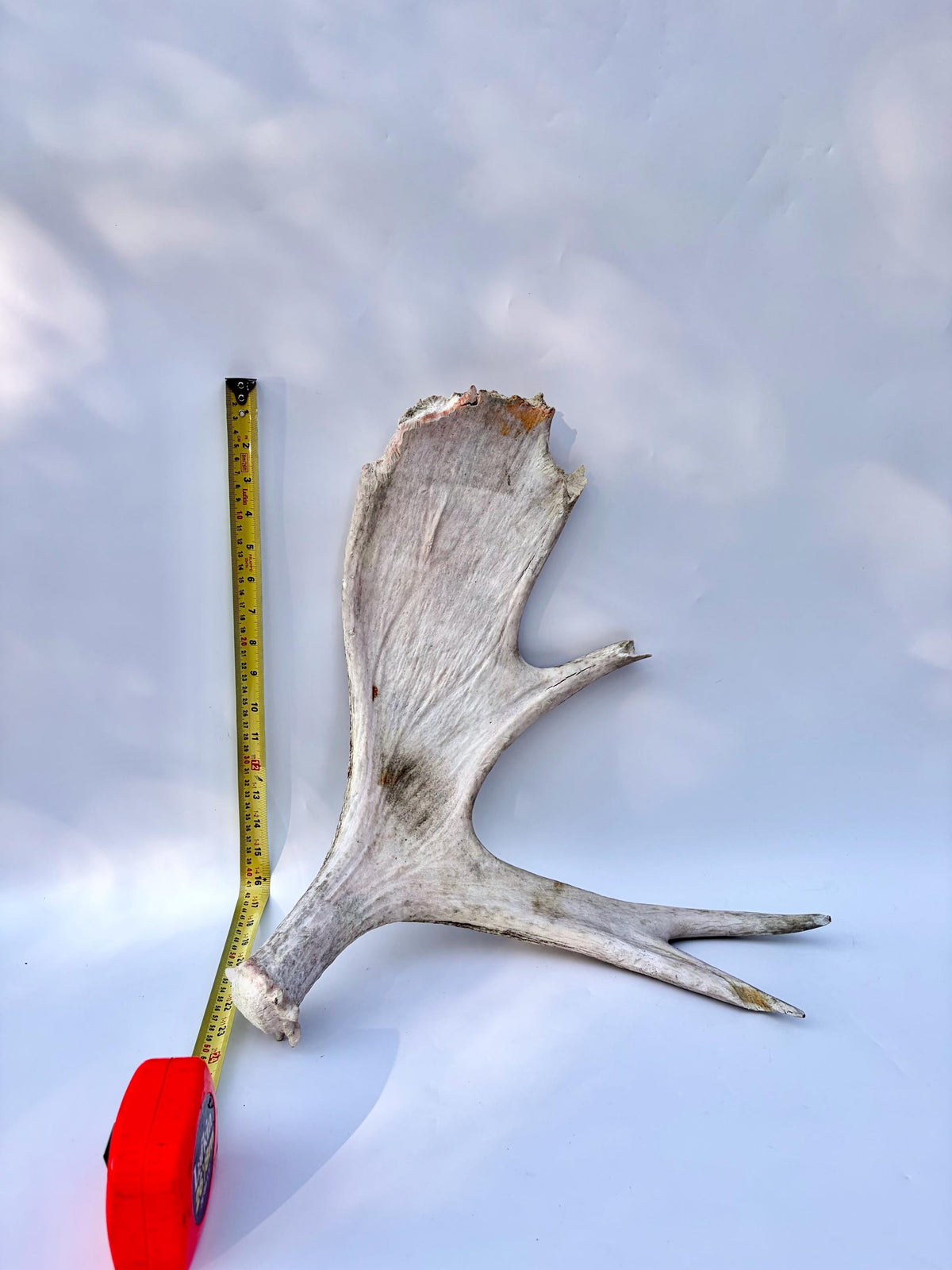 Bull Moose Antler. For crafting, decor and more