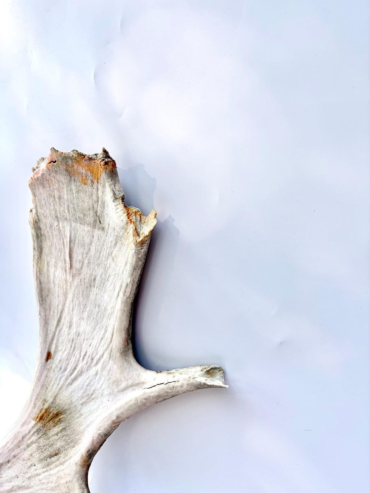 Bull Moose Antler. For crafting, decor and more