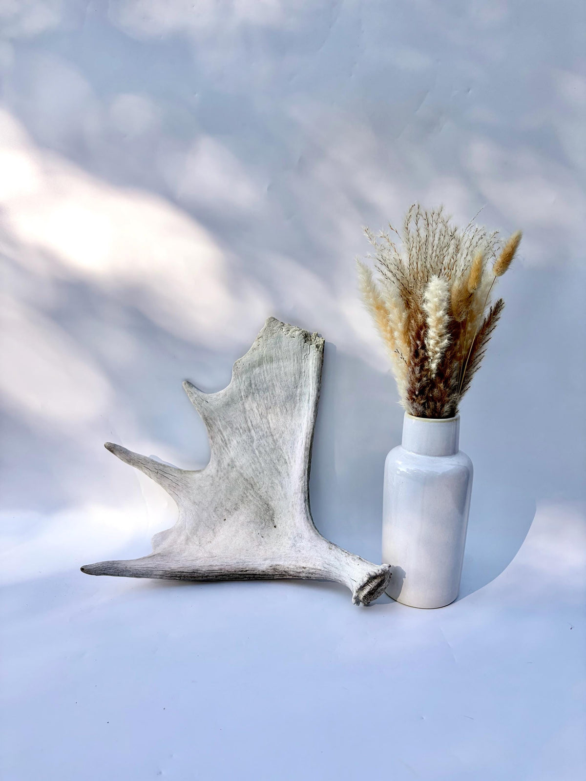 Bull Moose Antler. For crafting, decor and more