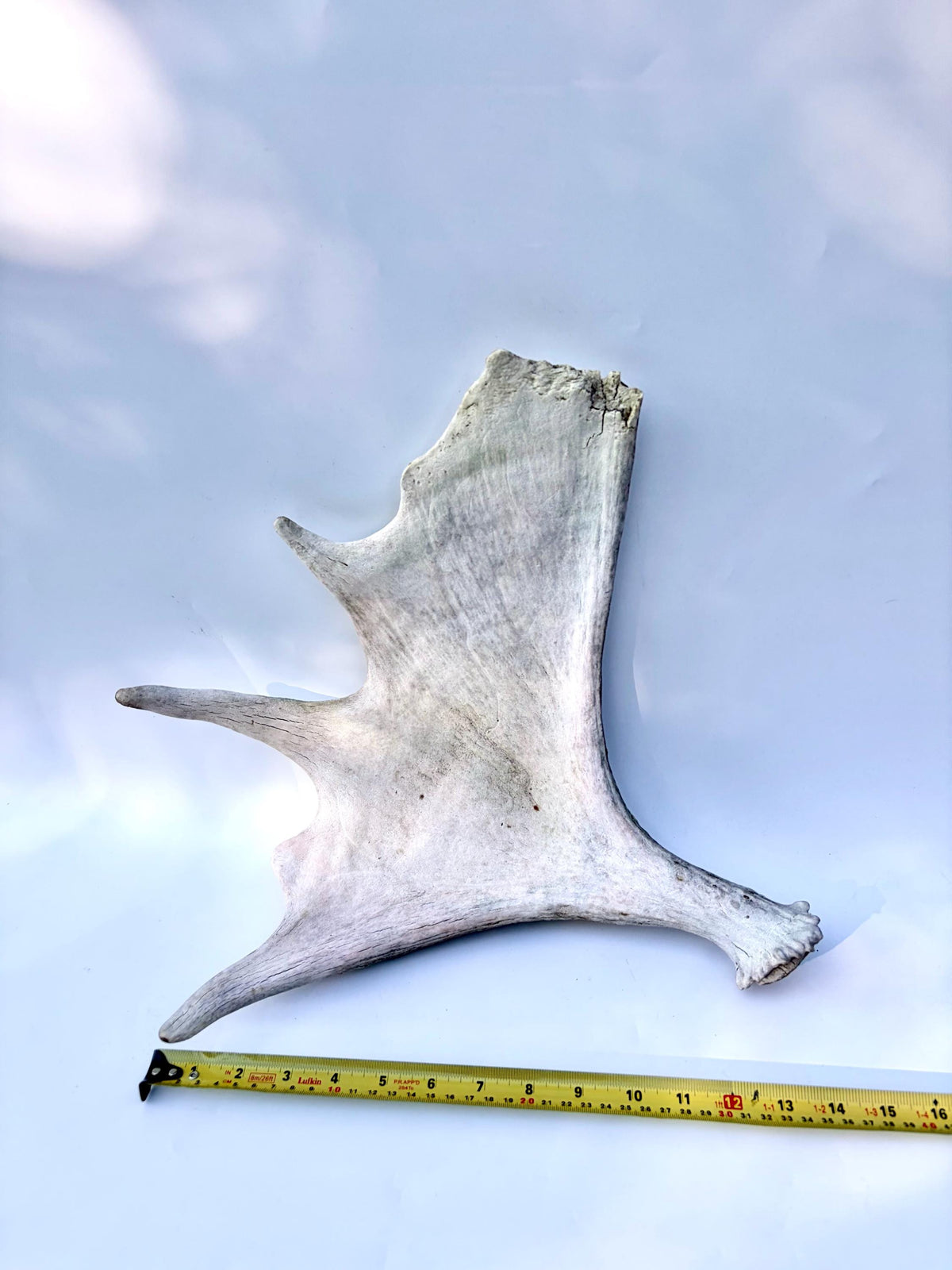 Bull Moose Antler. For crafting, decor and more