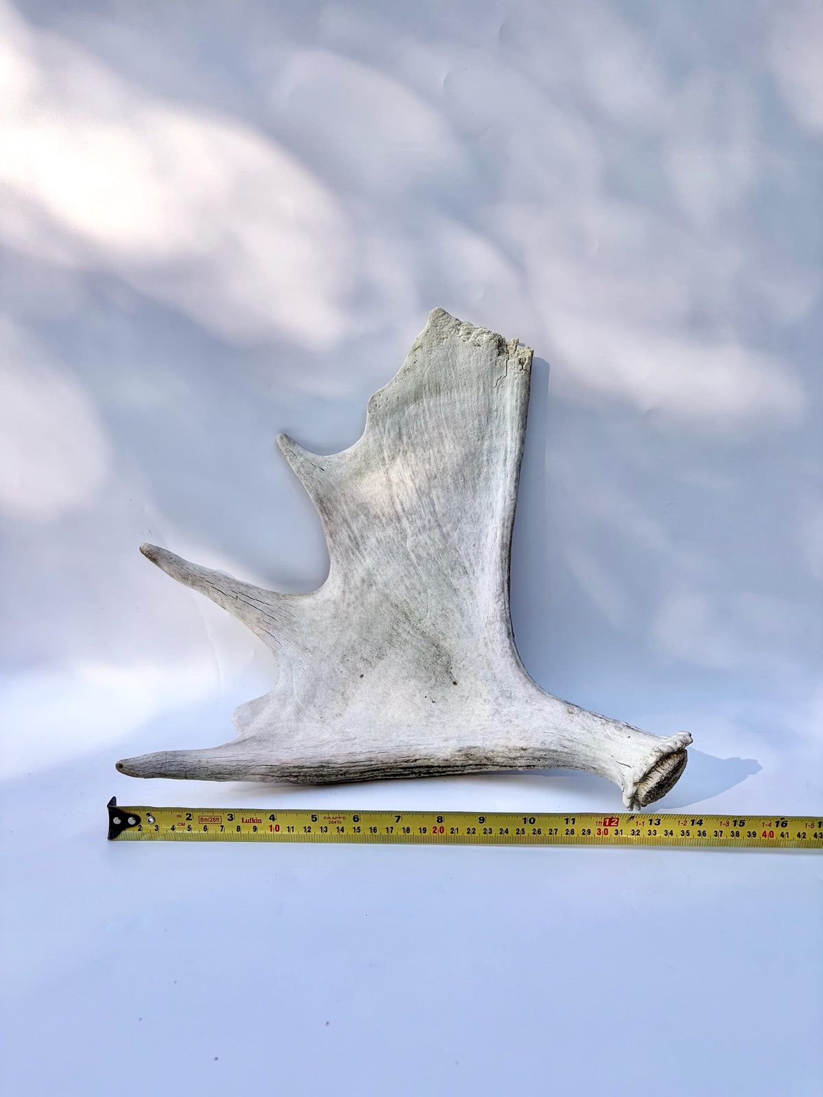 Bull Moose Antler. For crafting, decor and more