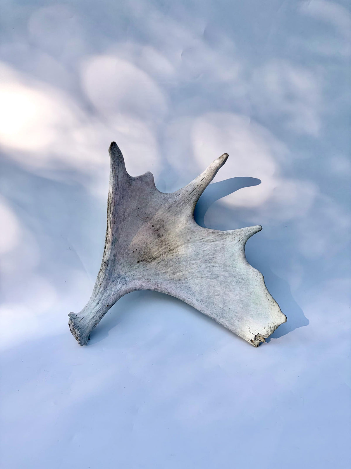Bull Moose Antler. For crafting, decor and more