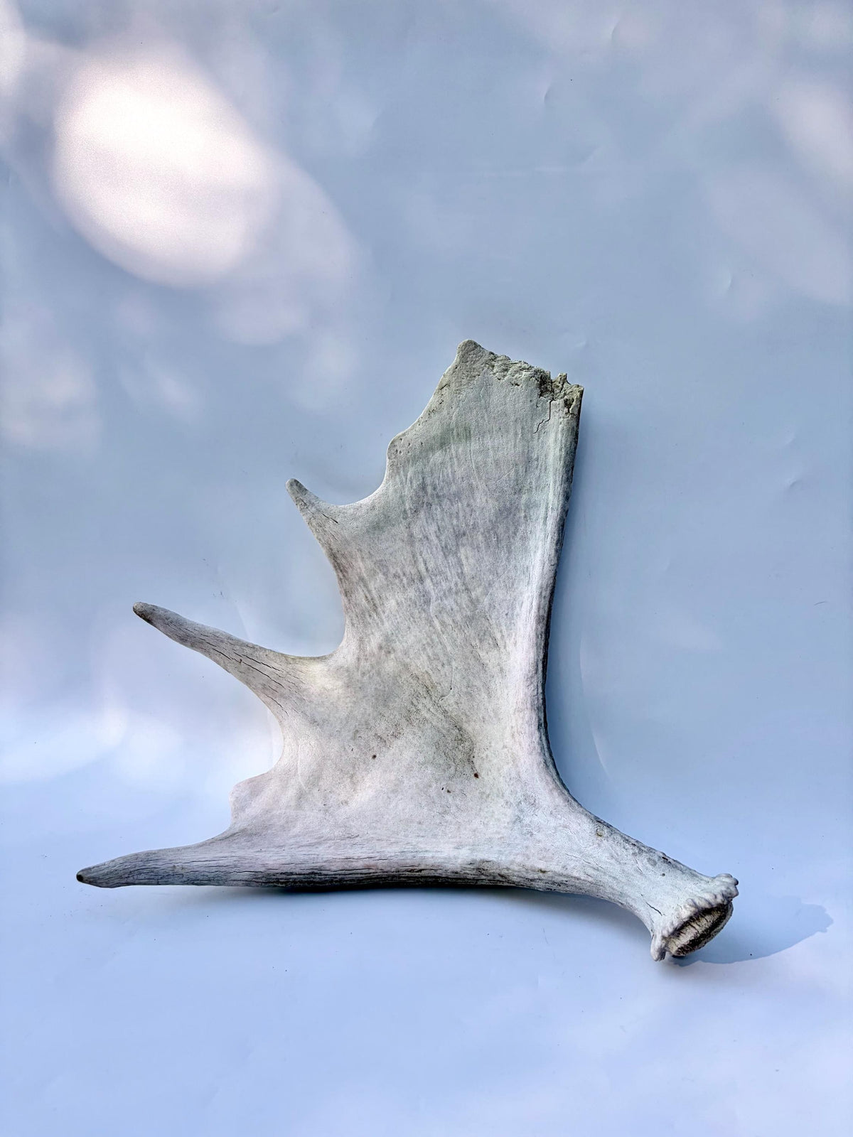 Bull Moose Antler. For crafting, decor and more