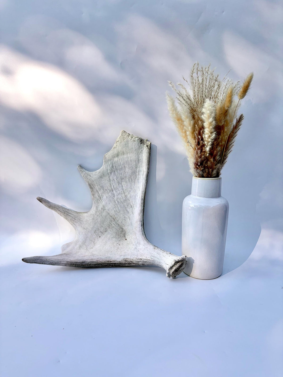 Bull Moose Antler. For crafting, decor and more