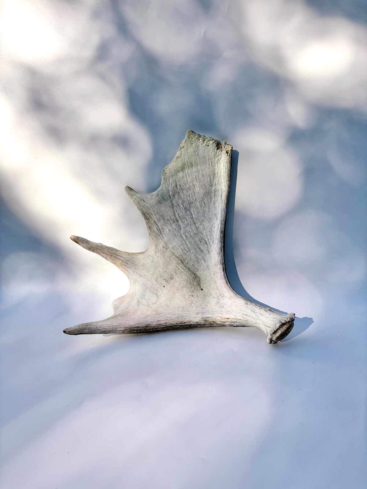 Bull Moose Antler. For crafting, decor and more