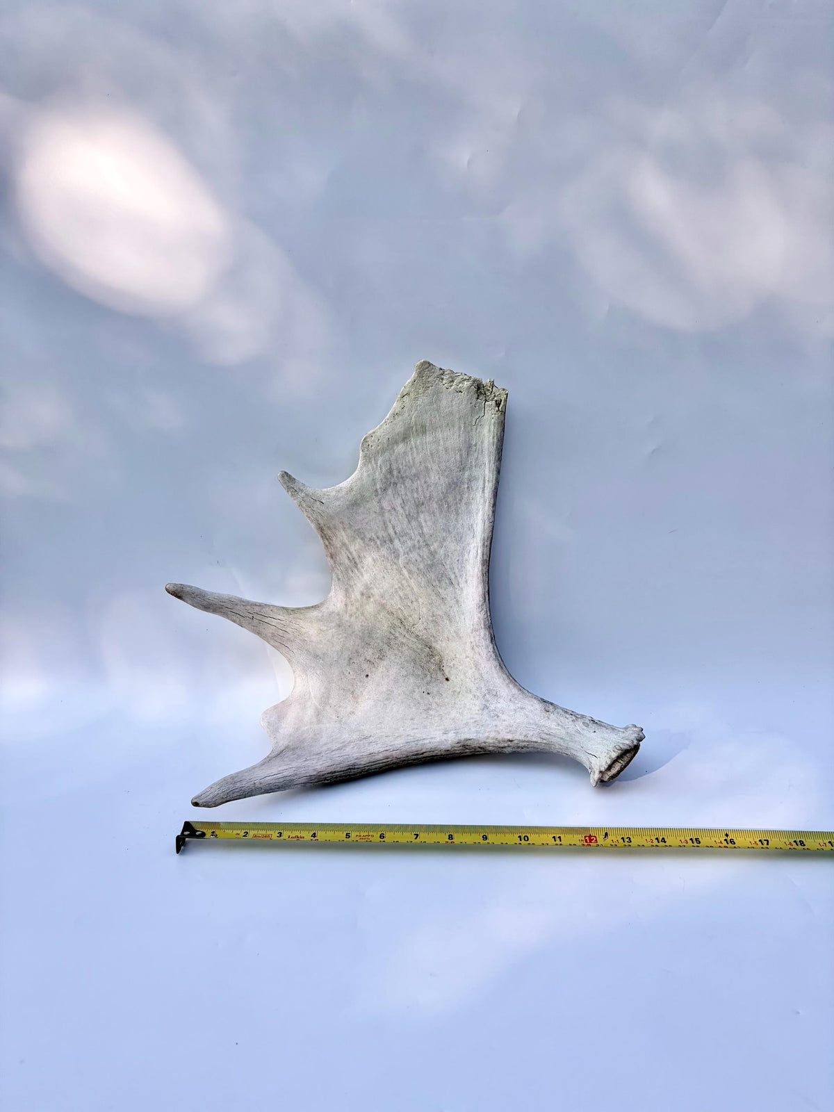Bull Moose Antler. For crafting, decor and more