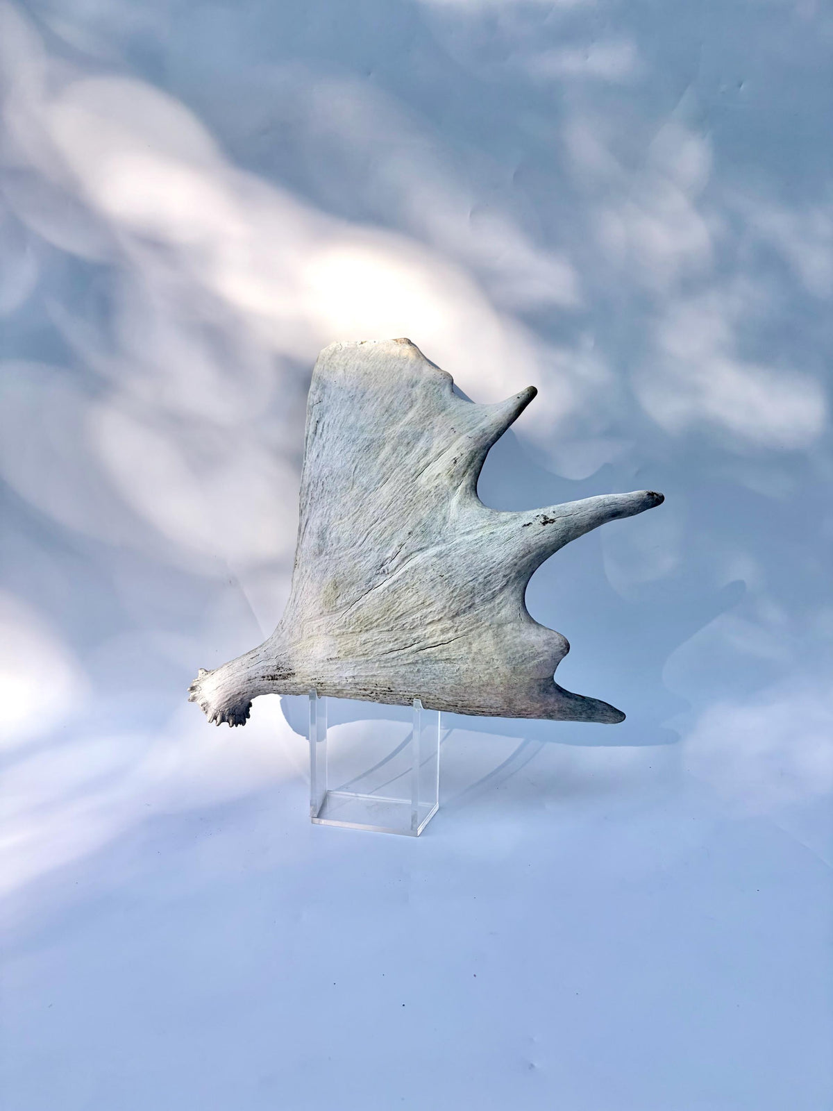 Bull Moose Antler. For crafting, decor and more