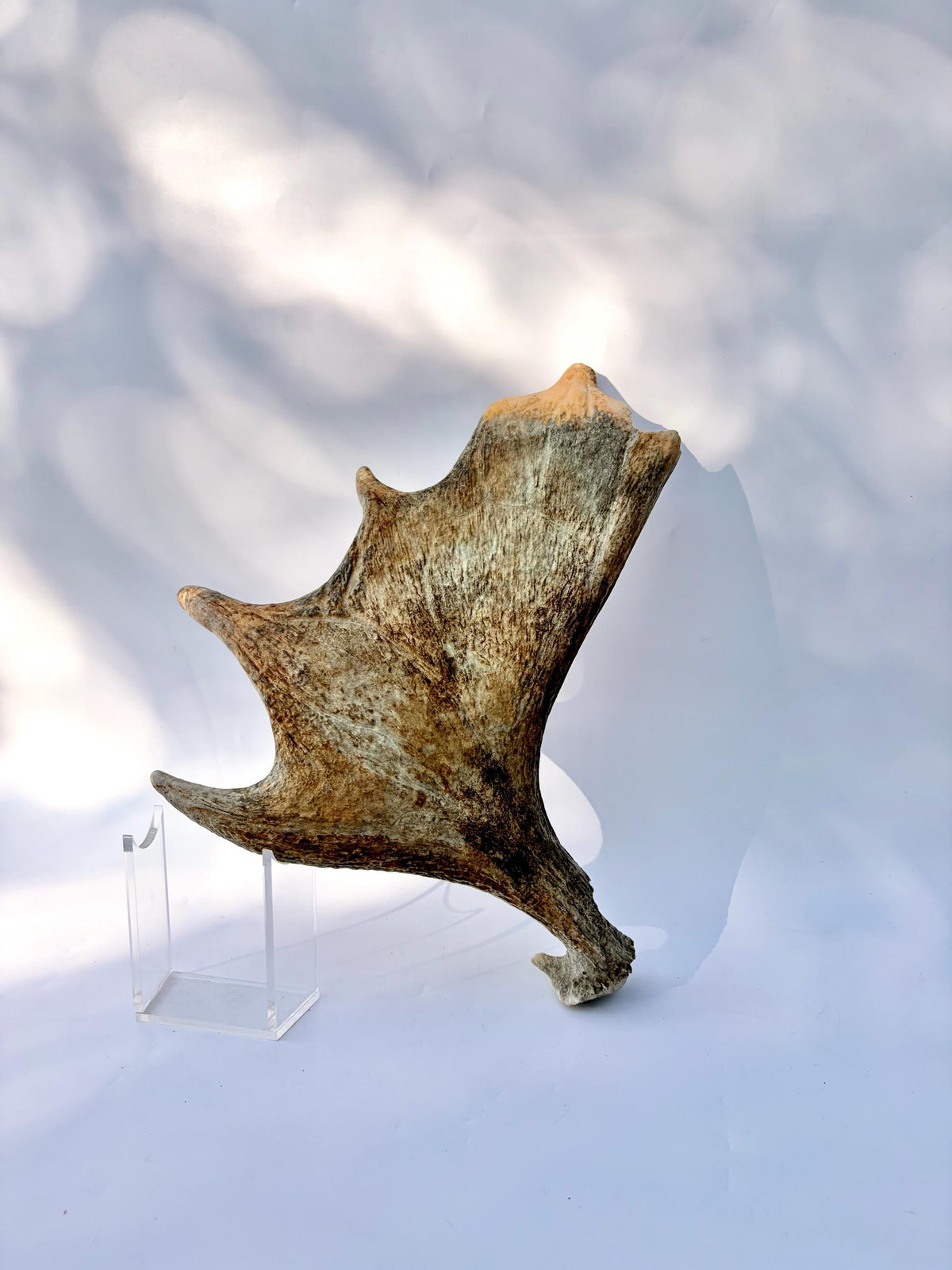 Bull Moose Antler. For crafting, decor and more