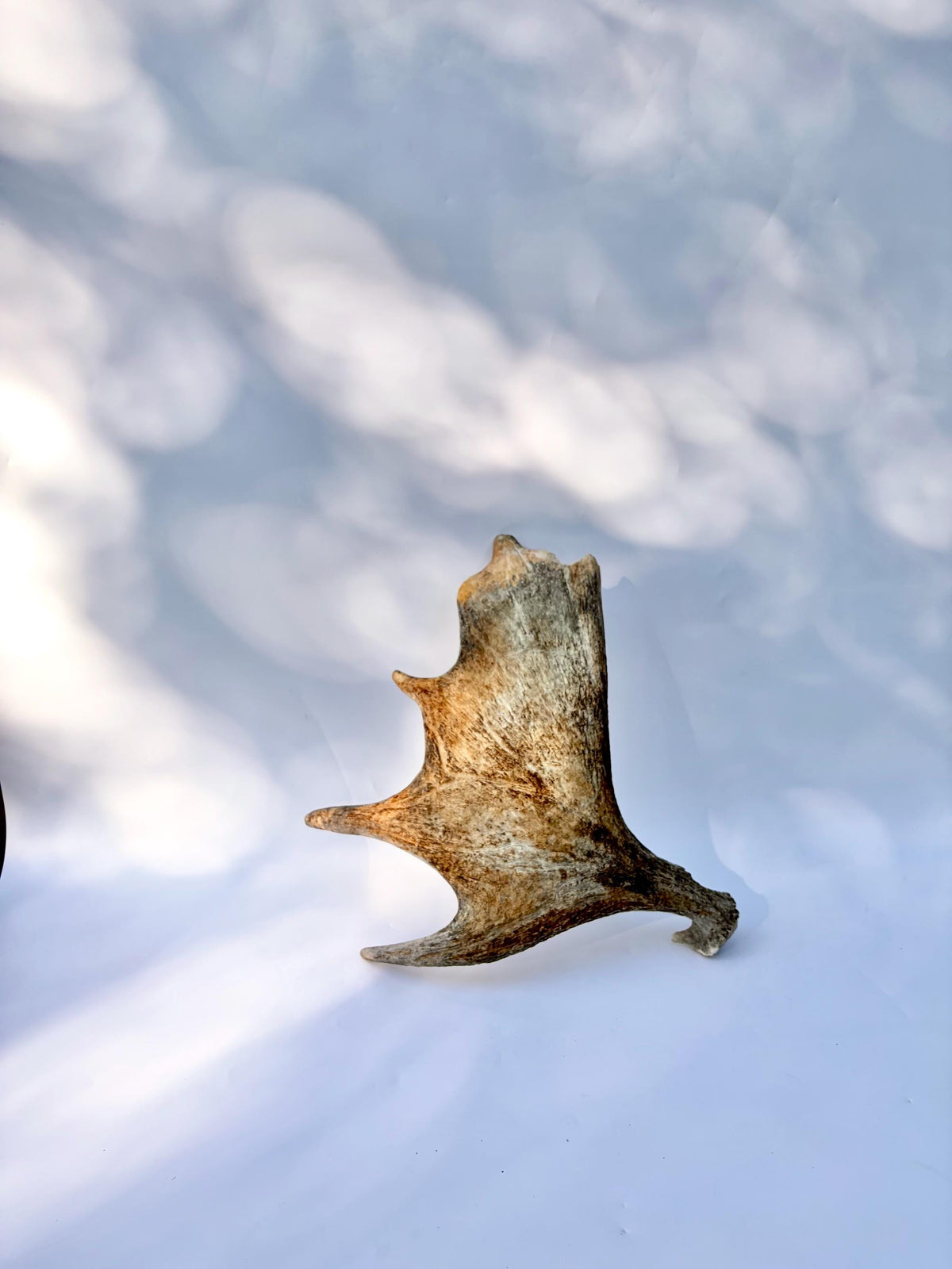 Bull Moose Antler. For crafting, decor and more