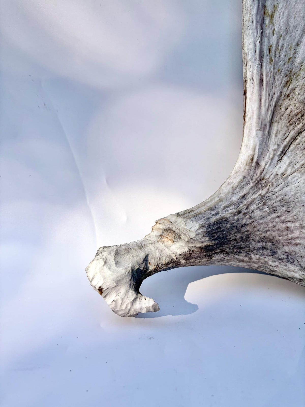 Bull Moose Antler. For crafting, decor and more