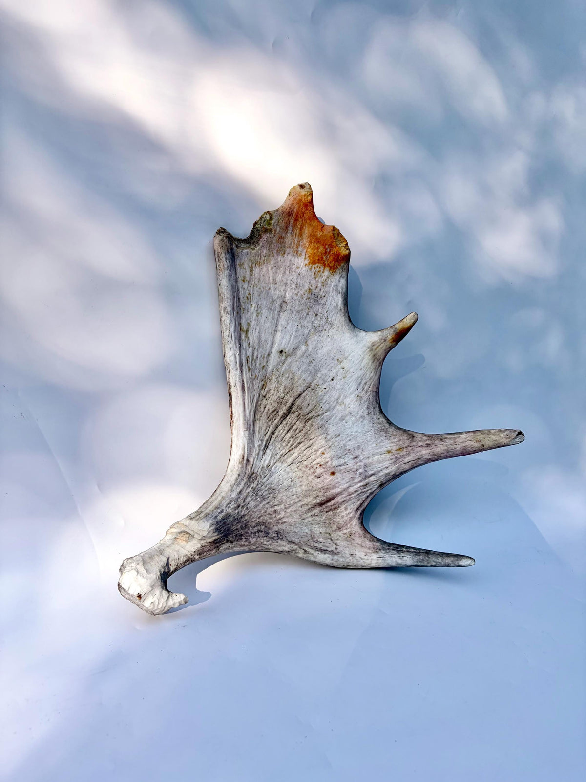Bull Moose Antler. For crafting, decor and more