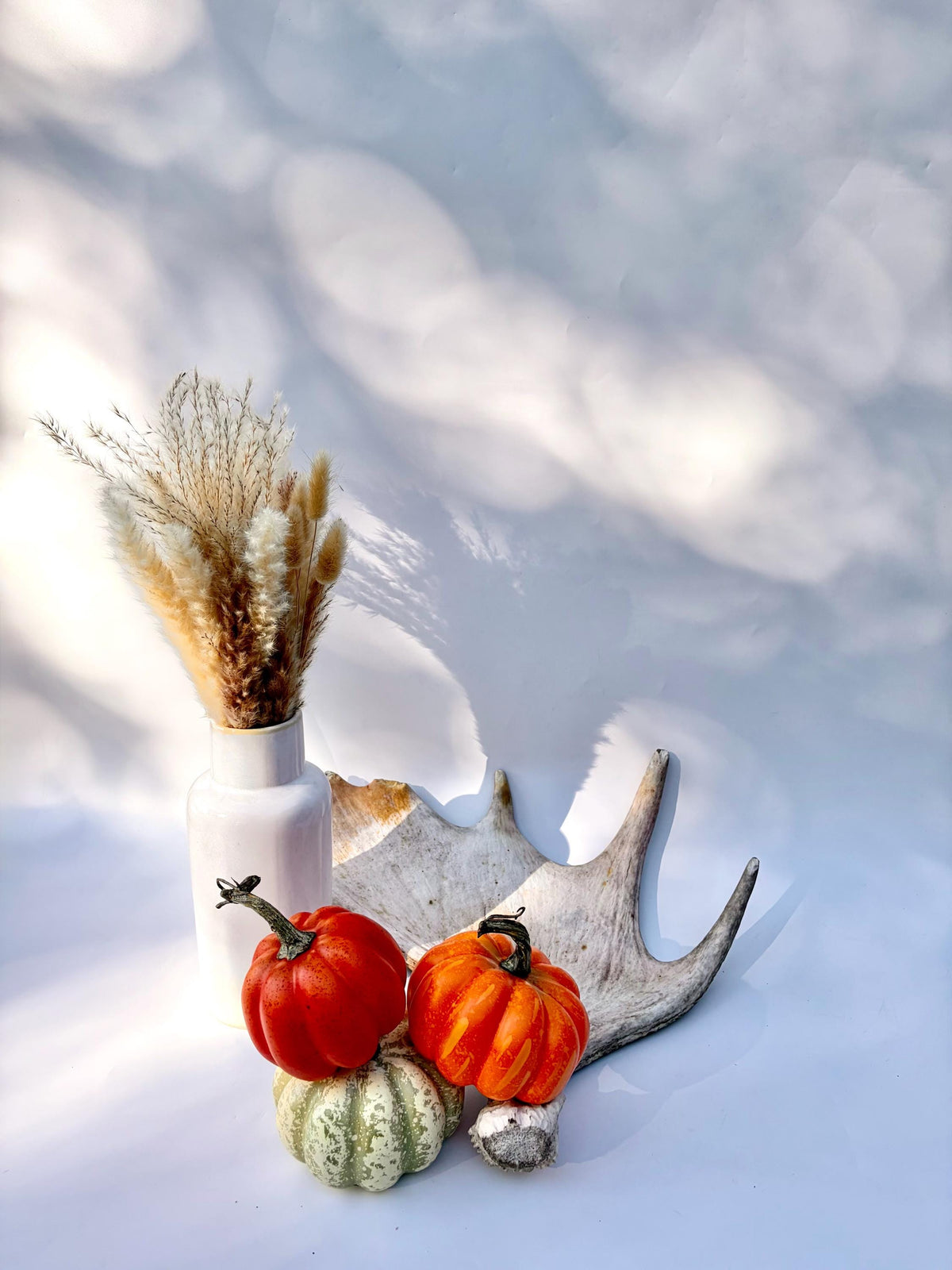 Bull Moose Antler. For crafting, decor and more