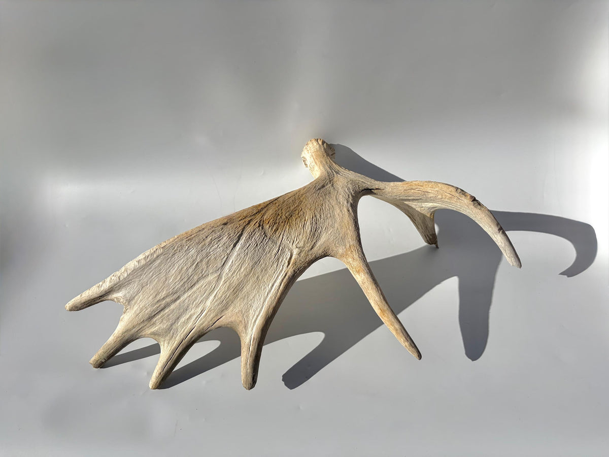 Bull Moose Antler. For crafting, decor and more