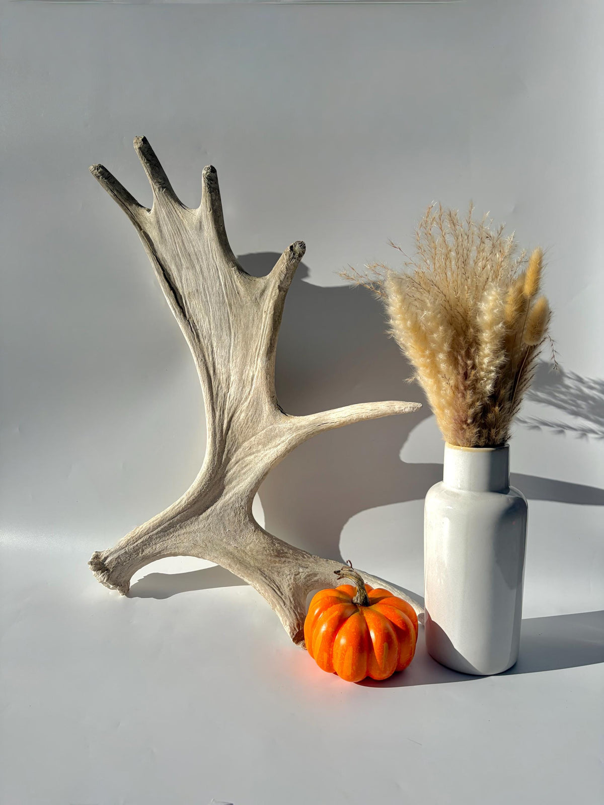 Bull Moose Antler. For crafting, decor and more
