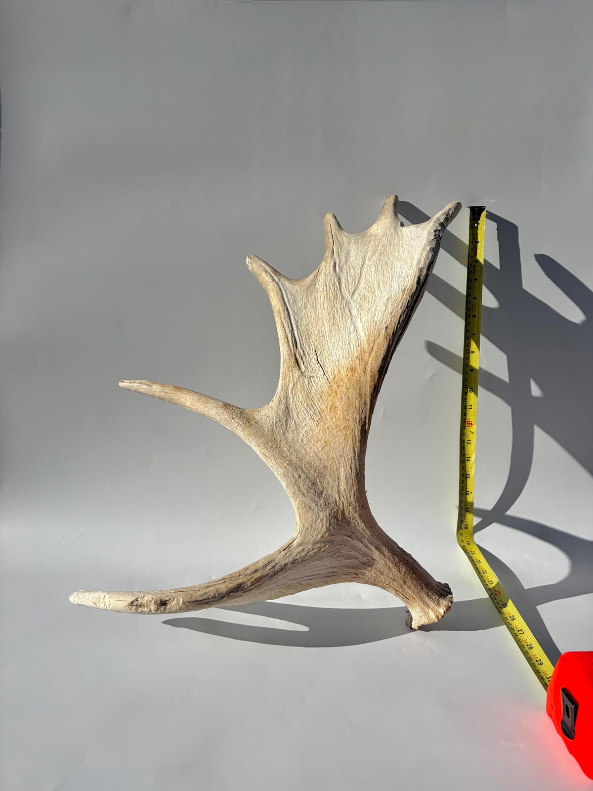 Bull Moose Antler. For crafting, decor and more