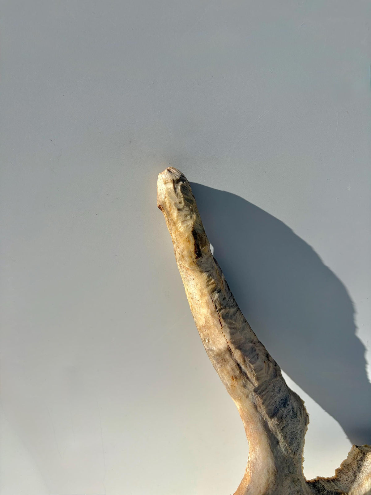 Heavily Chew-damaged Moose Antler. For crafting, decor and more