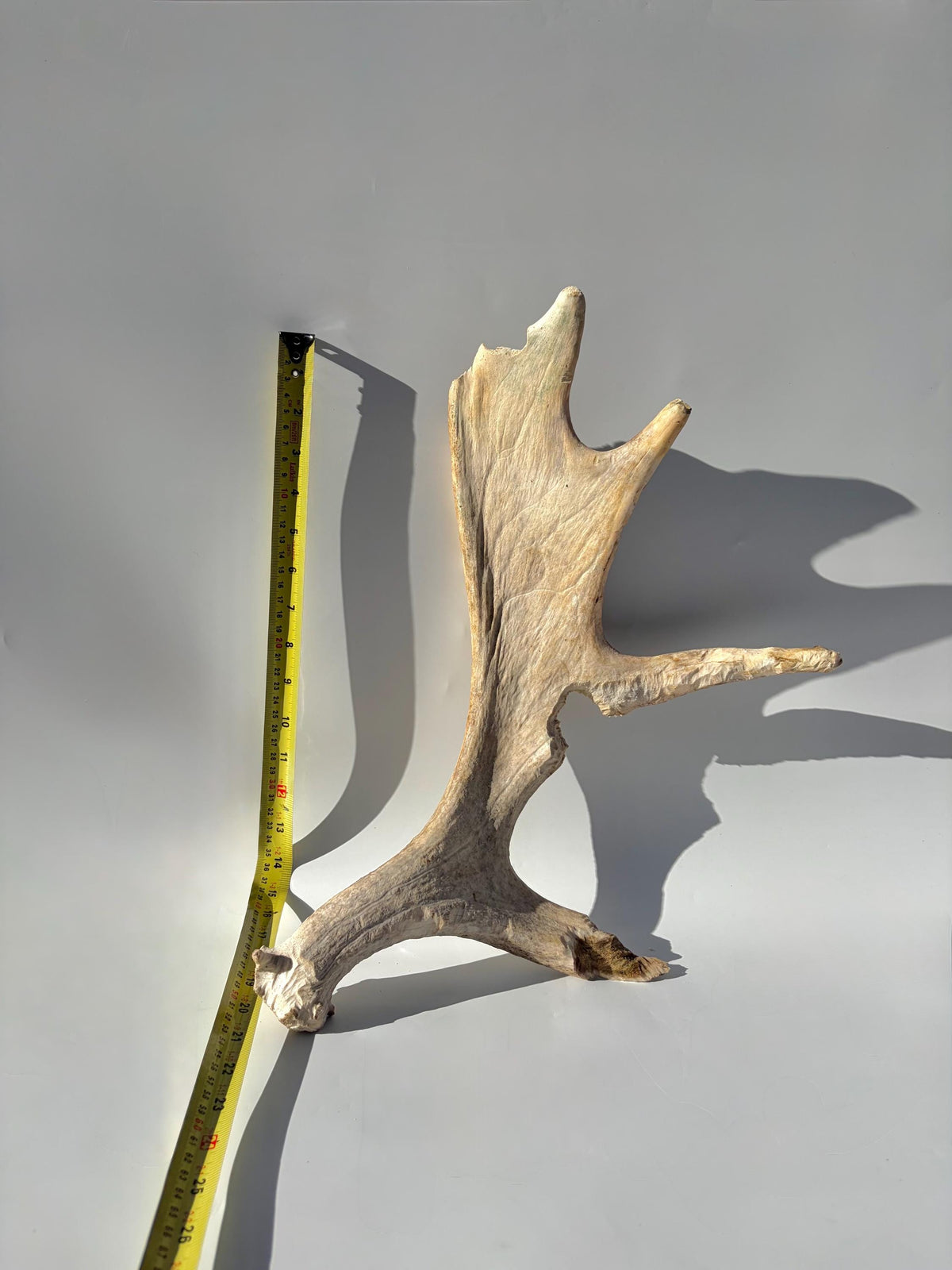 Heavily Chew-damaged Moose Antler. For crafting, decor and more